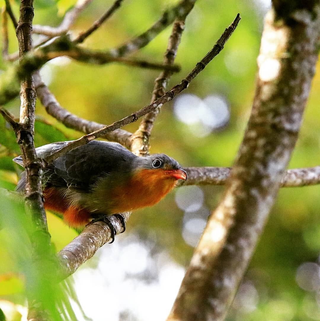 Red-billed Malkoha — Borneo wildlife, book, free download, jungle tour, bird, bird tour