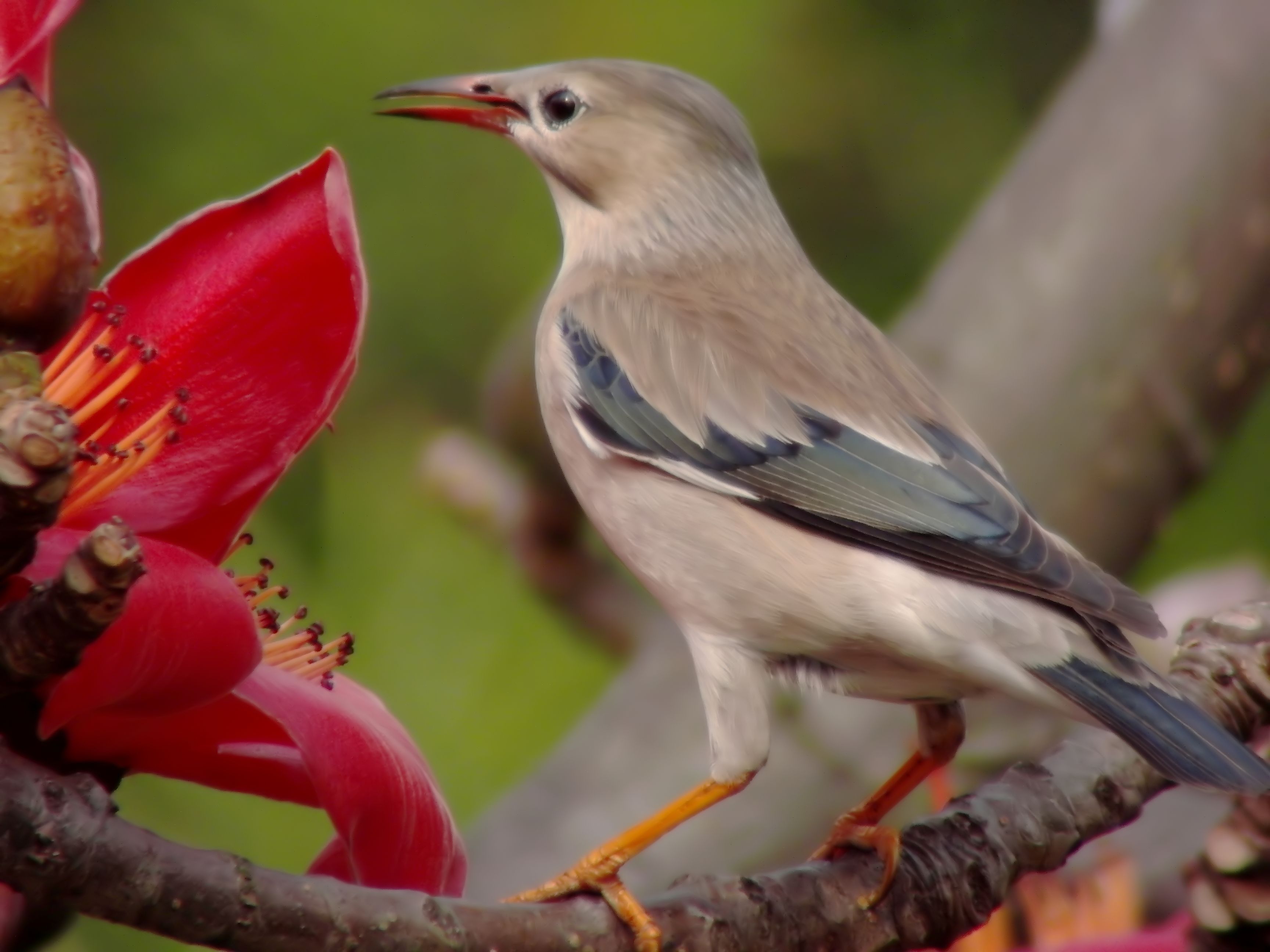 Red-billed Starling — Borneo wildlife, book, free download, jungle tour, bird, bird tour