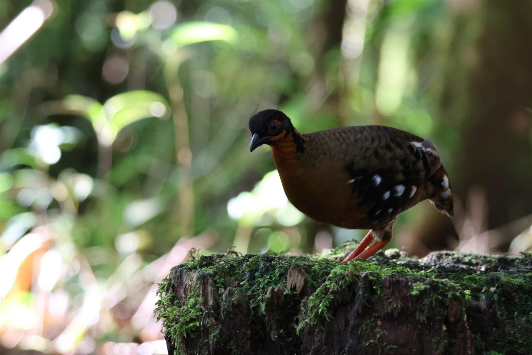 Red-breasted Partridge — Borneo wildlife, book, free download, jungle tour, bird, bird tour