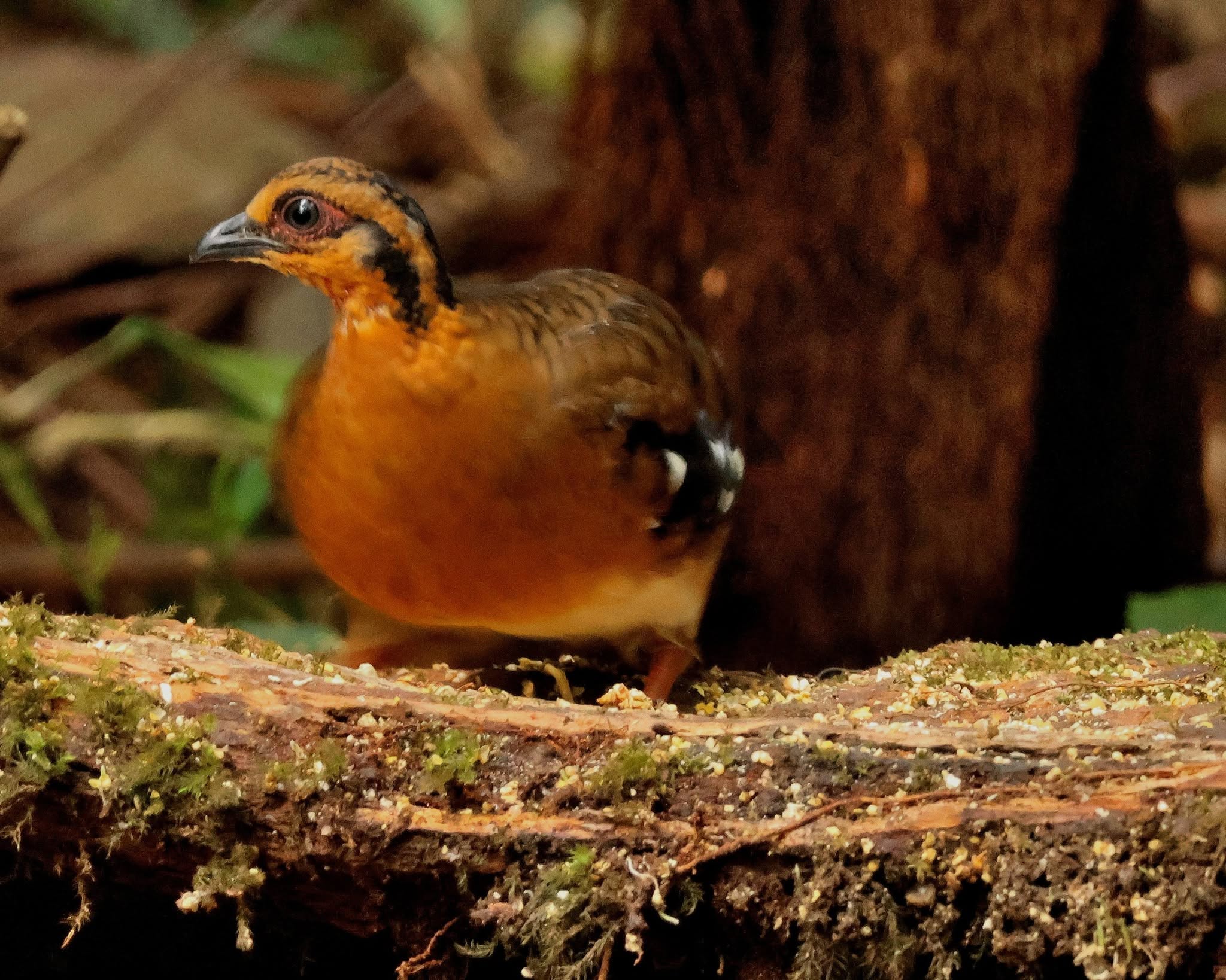Red-breasted Partridge — Borneo wildlife, book, free download, jungle tour, bird, bird tour