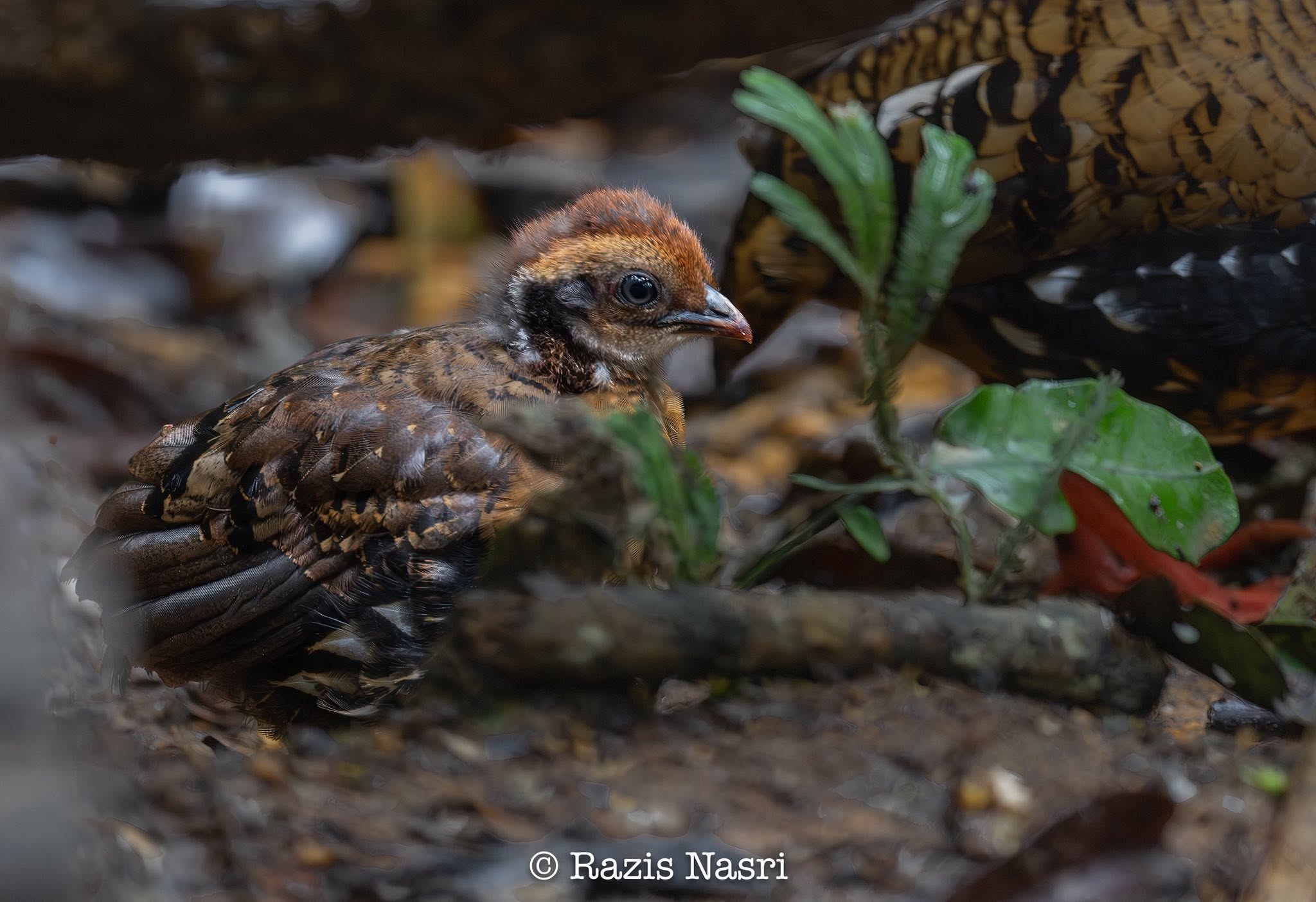 Red-breasted Partridge — Borneo wildlife, book, free download, jungle tour, bird, bird tour