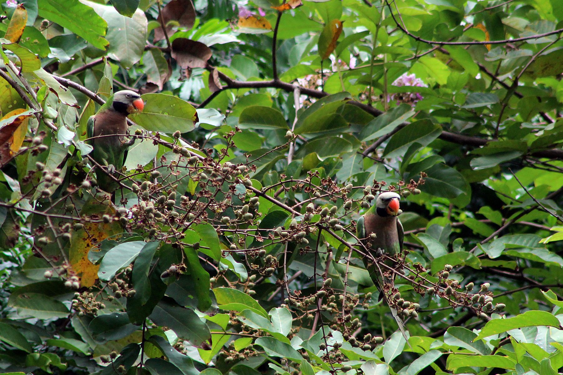 Red-breasted Parakeet — Borneo wildlife, book, free download, jungle tour, bird, bird tour