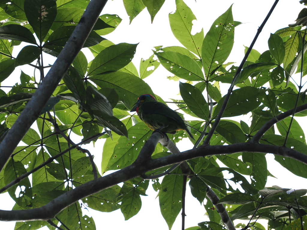 Red-crowned Barbet — Borneo wildlife, book, free download, jungle tour, bird, bird tour