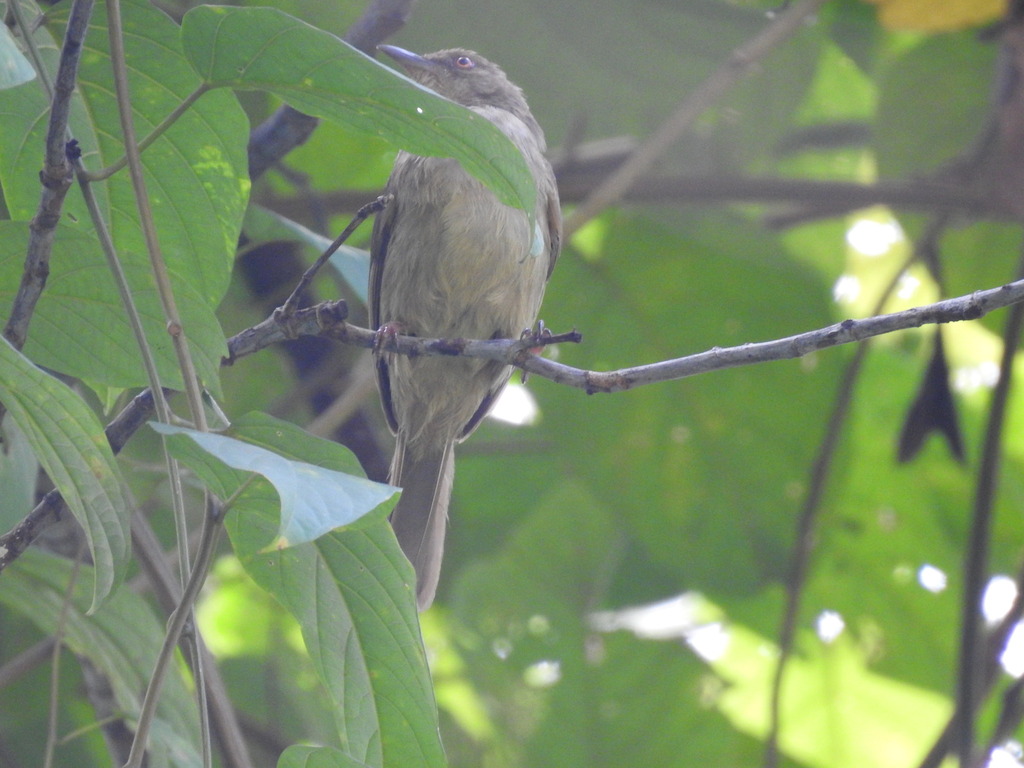 Red-eyed Bulbul — Borneo wildlife, book, free download, jungle tour, bird, bird tour