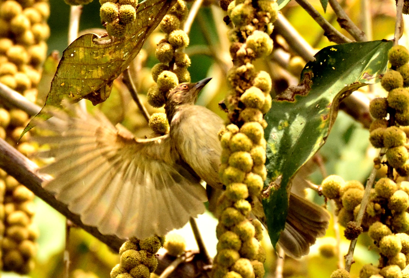 Red-eyed Bulbul — Borneo wildlife, book, free download, jungle tour, bird, bird tour