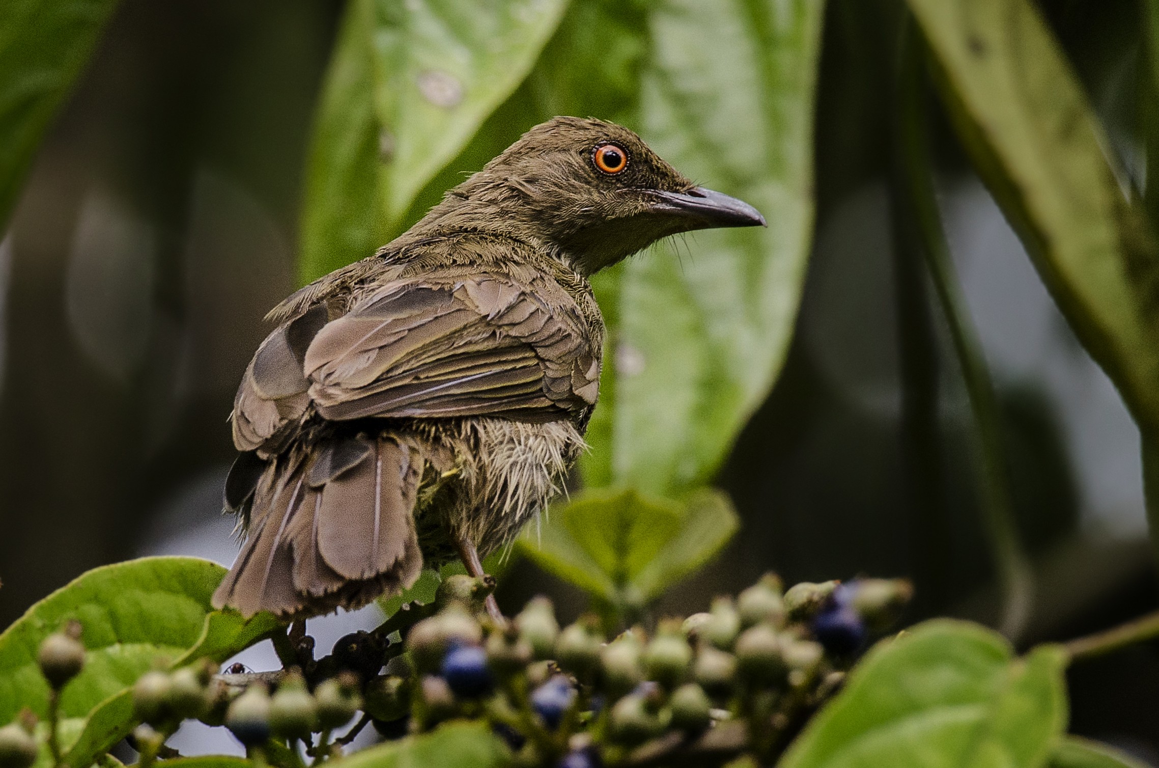 Red-eyed Bulbul — Borneo wildlife, book, free download, jungle tour, bird, bird tour