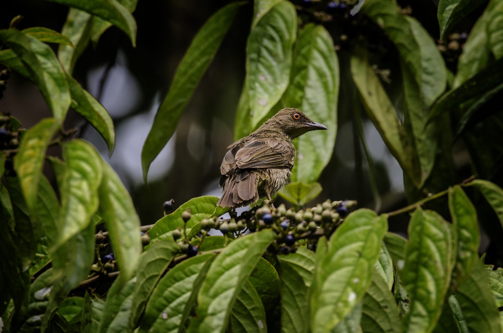 Red-eyed Bulbul — Borneo wildlife, book, free download, jungle tour, bird, bird tour