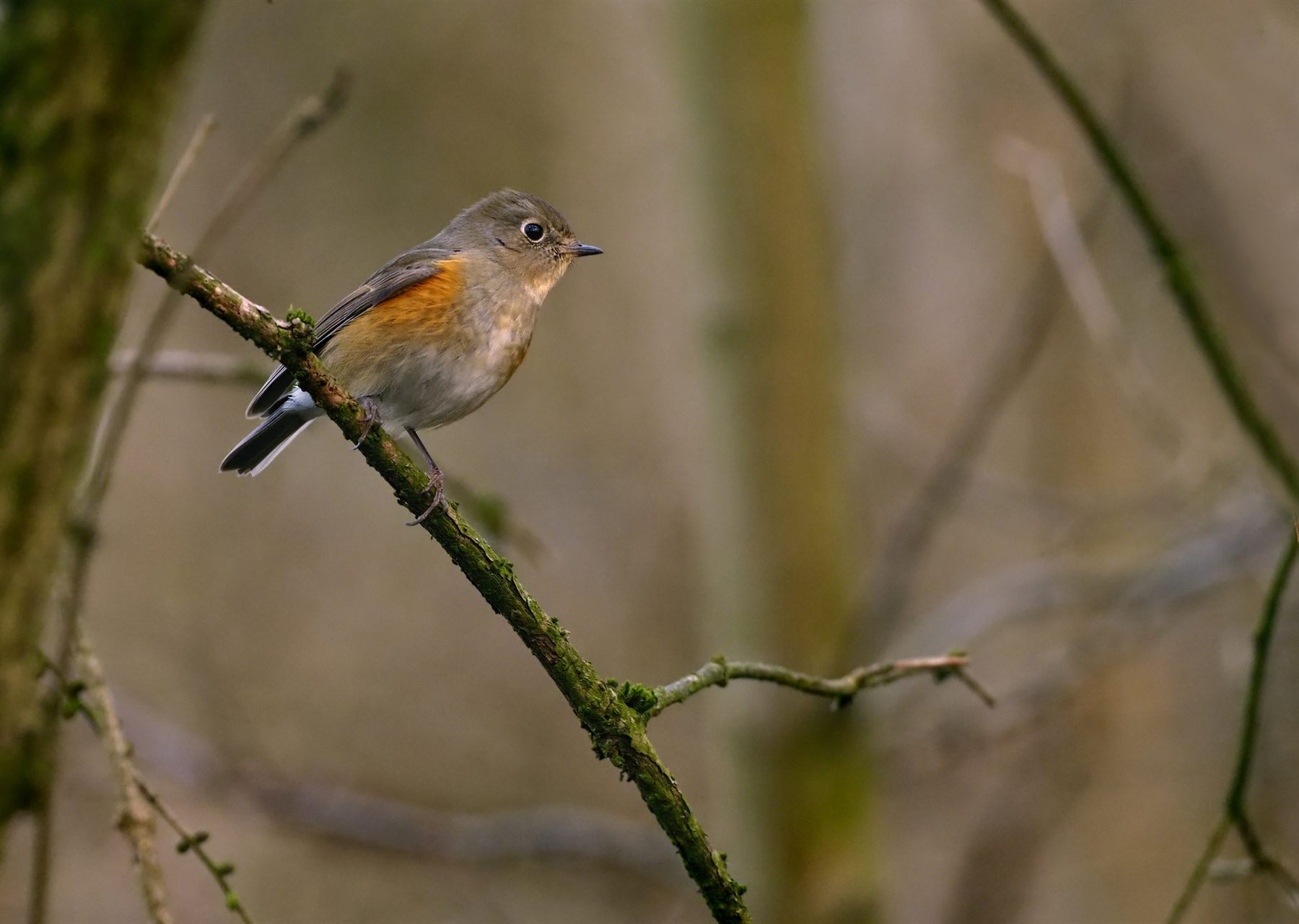Red-flanked Bluetail — Borneo wildlife, book, free download, jungle tour, bird, bird tour