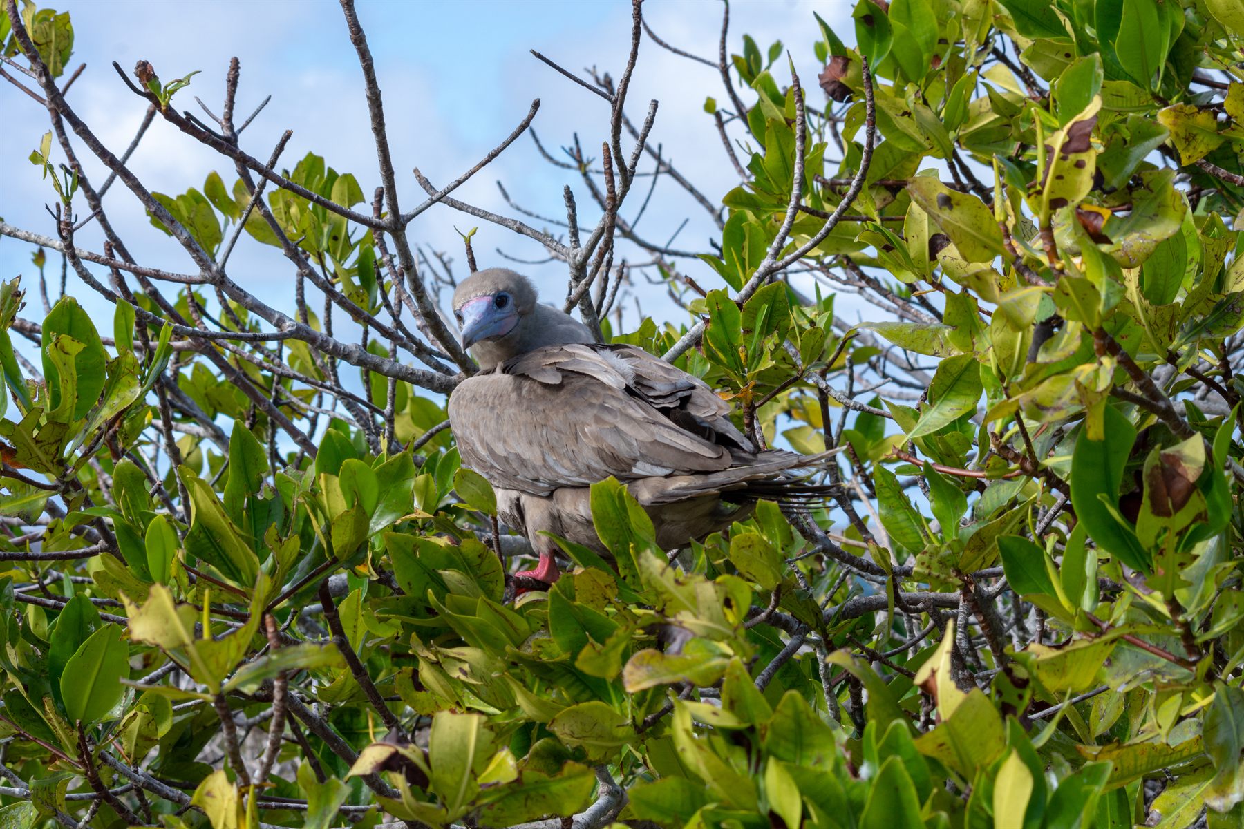 Red-footed Booby — Borneo wildlife, book, free download, jungle tour, bird, bird tour