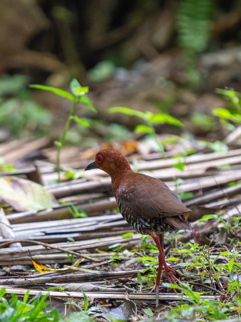 Red-legged Crake — Borneo wildlife, book, free download, jungle tour, bird, bird tour