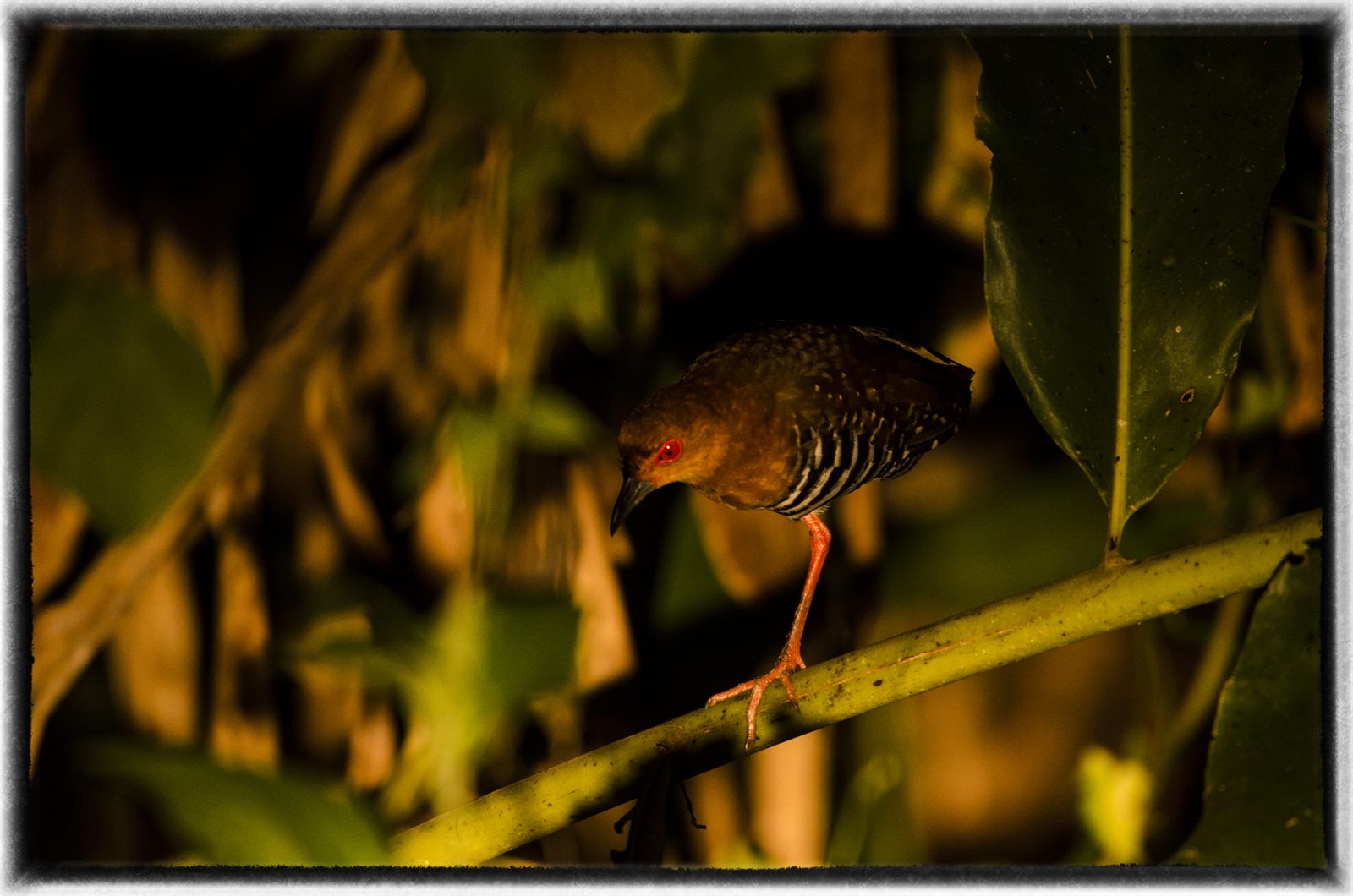 Red-legged Crake — Borneo wildlife, book, free download, jungle tour, bird, bird tour