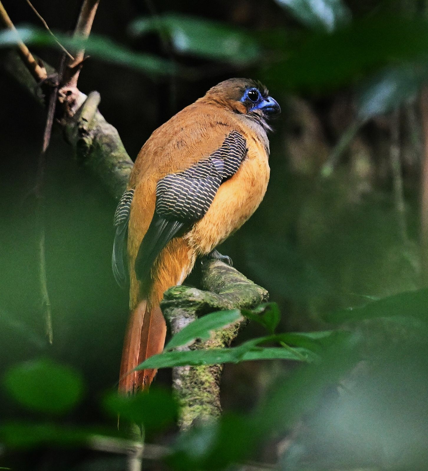 Red-naped Trogon — Borneo wildlife, book, free download, jungle tour, bird, bird tour