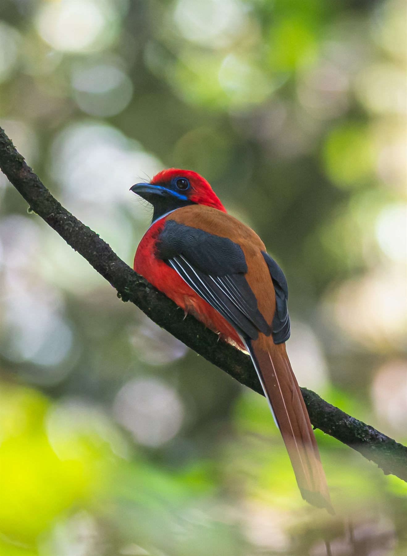 Red-naped Trogon — Borneo wildlife, book, free download, jungle tour, bird, bird tour