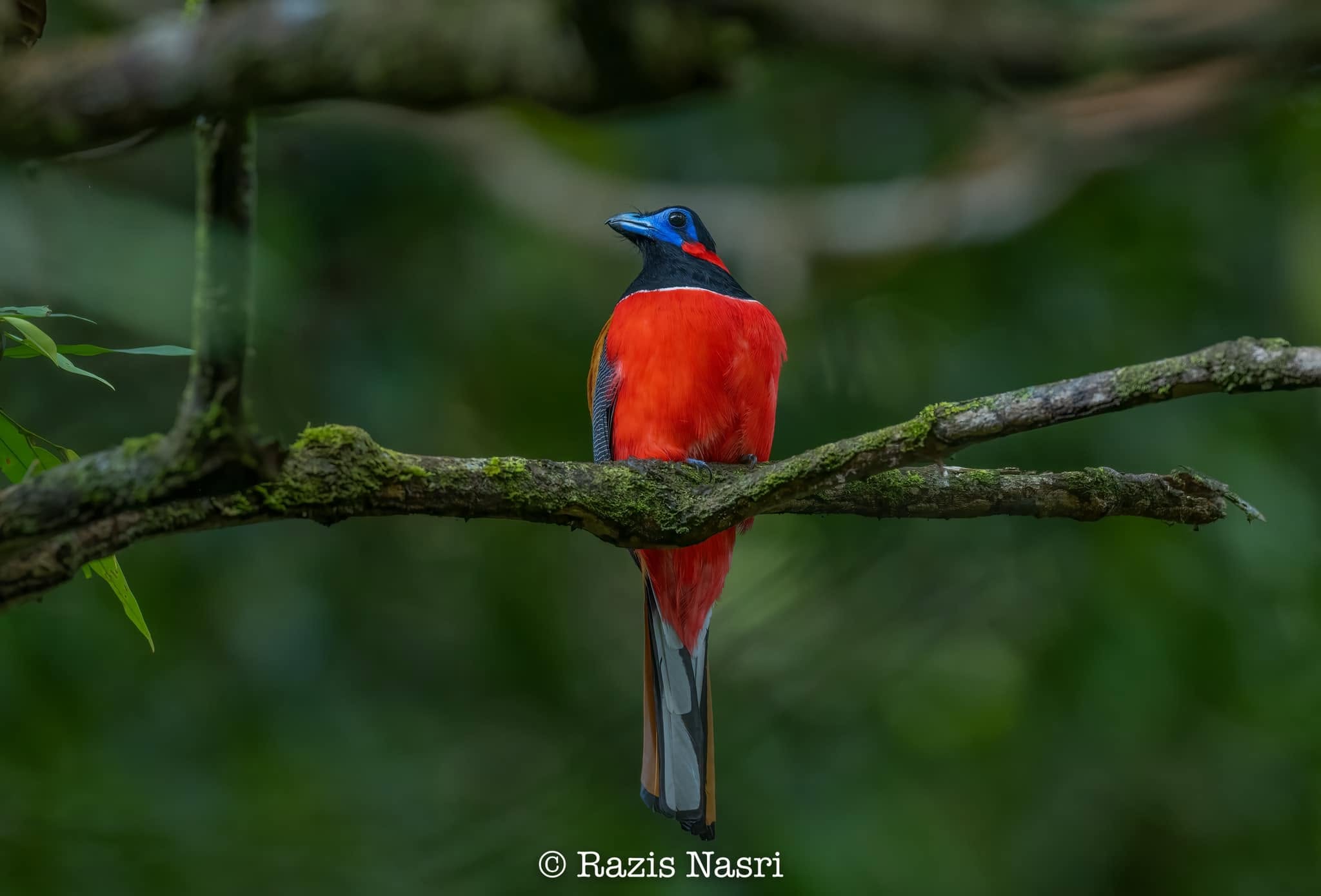 Red-naped Trogon — Borneo wildlife, book, free download, jungle tour, bird, bird tour