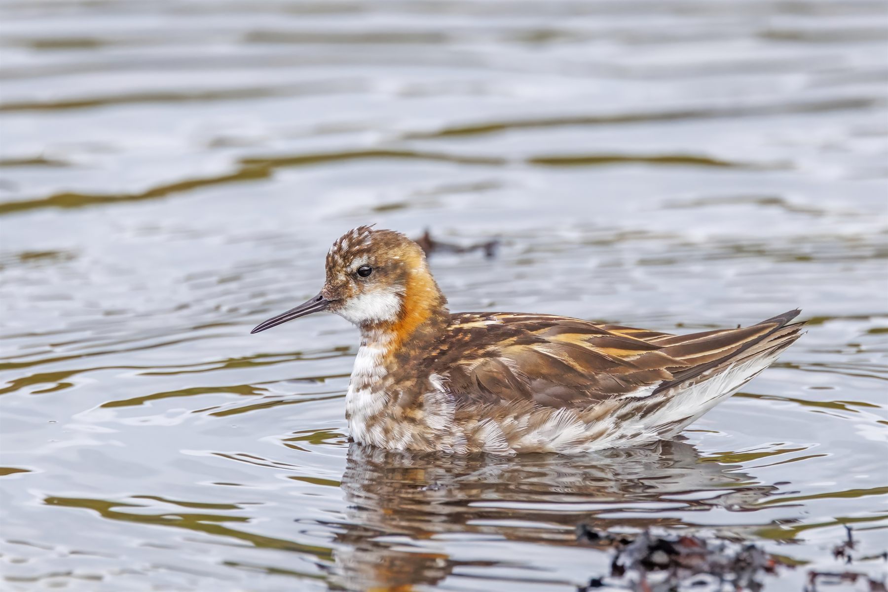 Red-necked Phalarope — Borneo wildlife, book, free download, jungle tour, bird, bird tour
