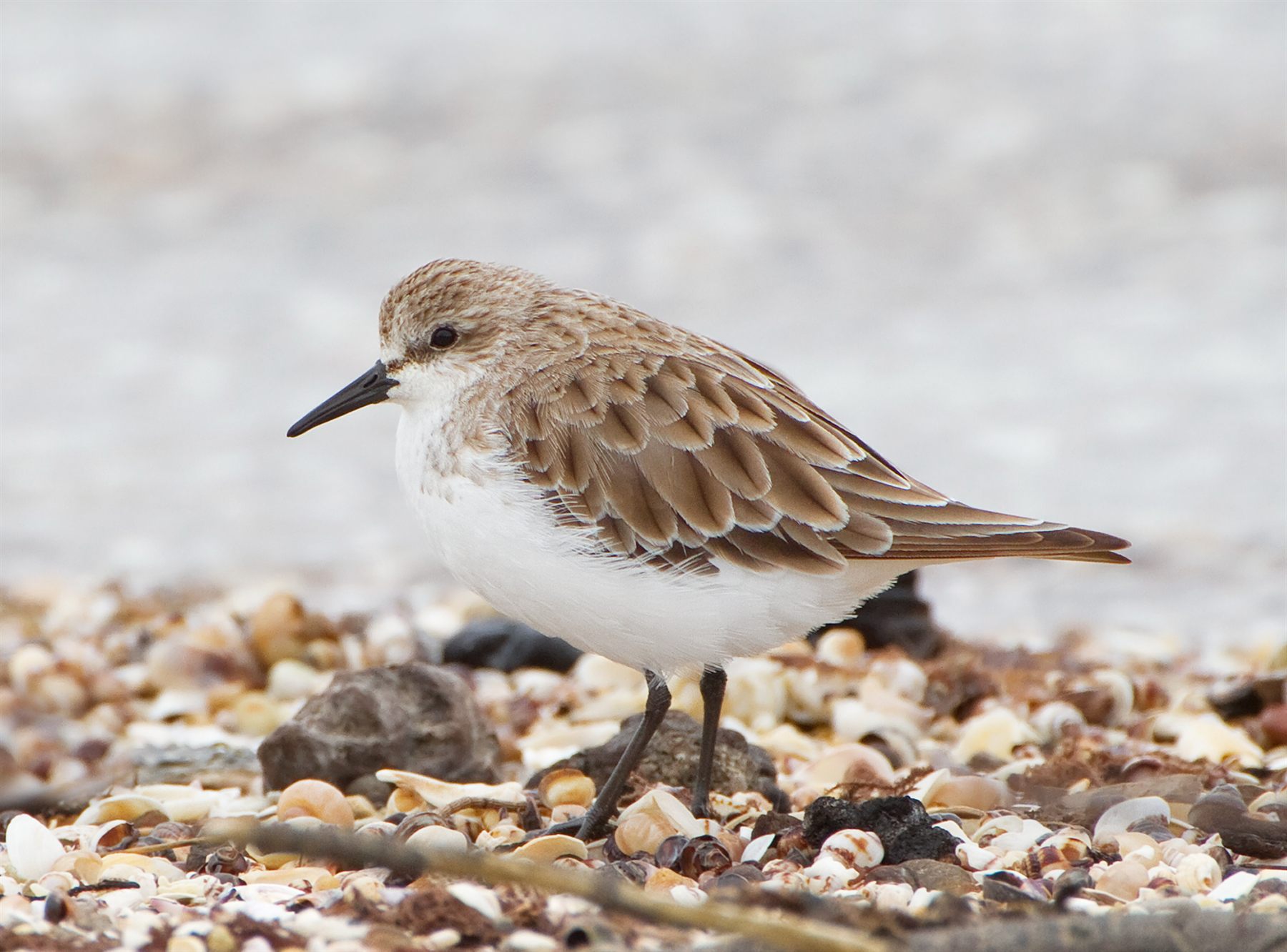Red-necked Stint — Borneo wildlife, book, free download, jungle tour, bird, bird tour