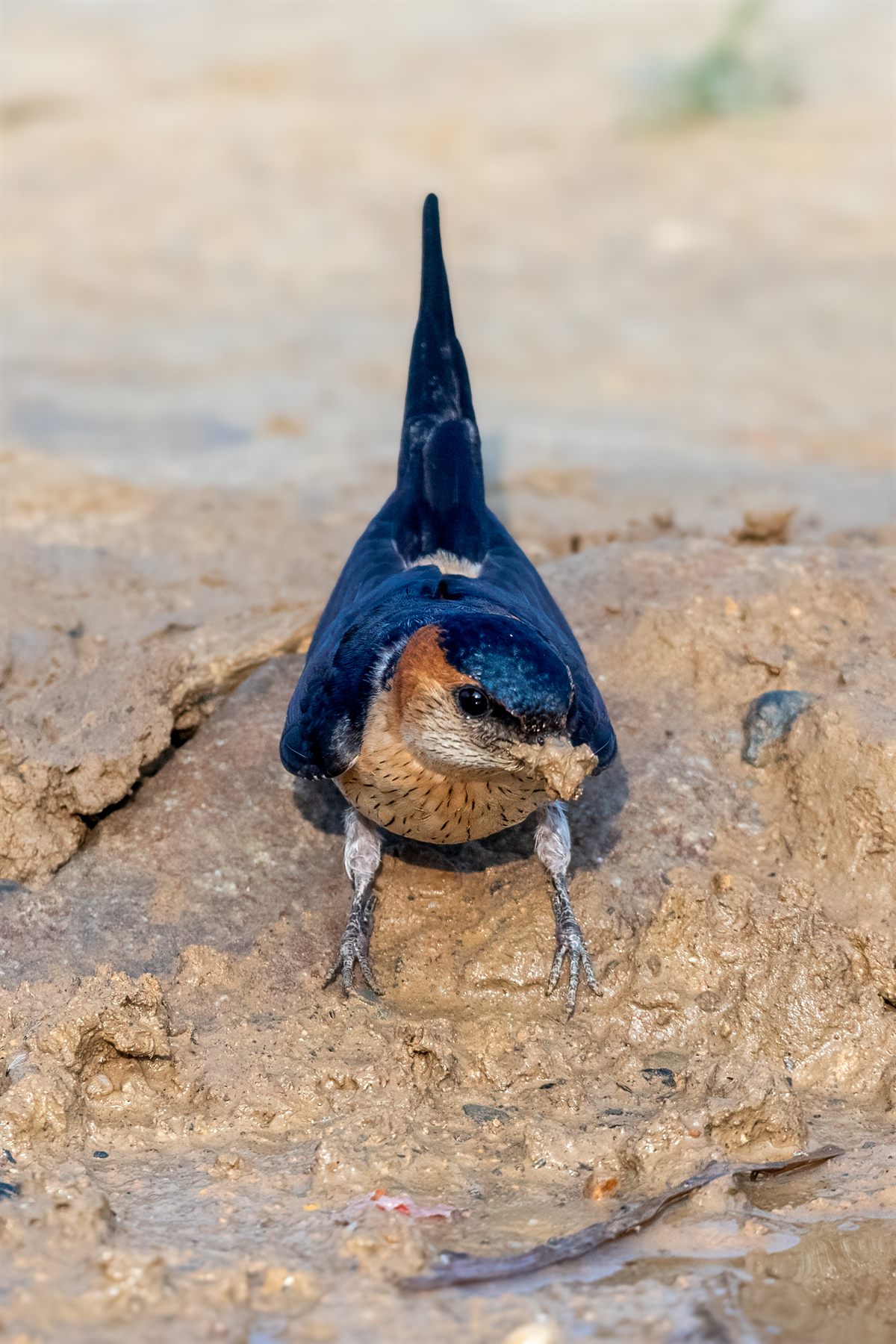 Eastern Red-rumped Swallow — Borneo wildlife, book, free download, jungle tour, bird, bird tour