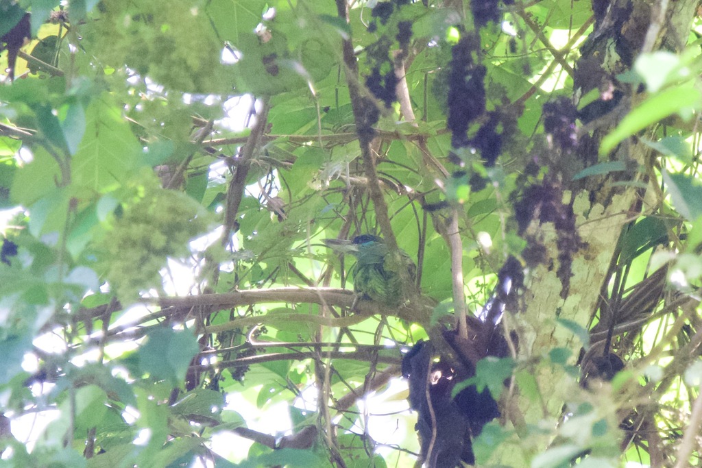 Red-throated Barbet — Borneo wildlife, book, free download, jungle tour, bird, bird tour