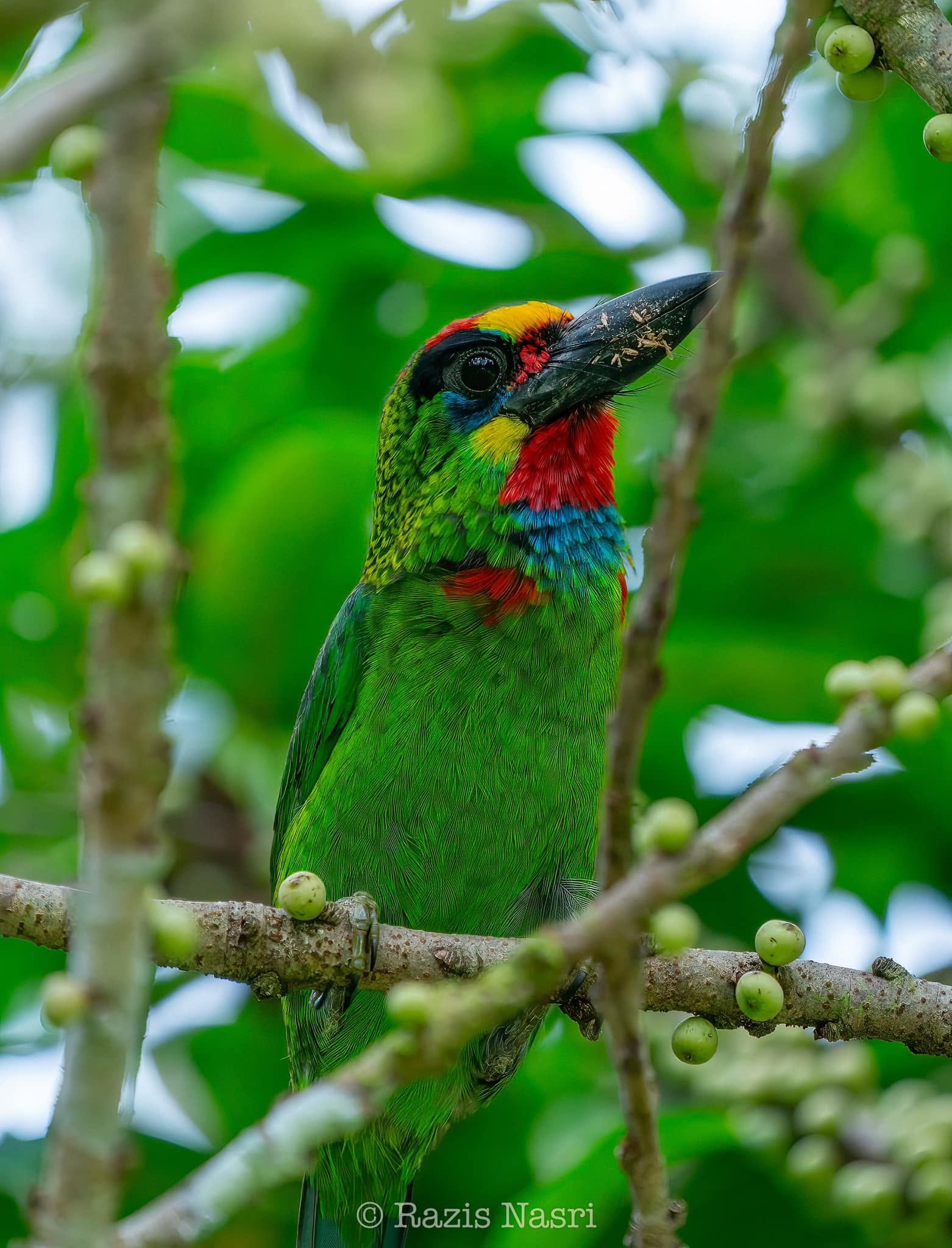 Red-throated Barbet — Borneo wildlife, book, free download, jungle tour, bird, bird tour
