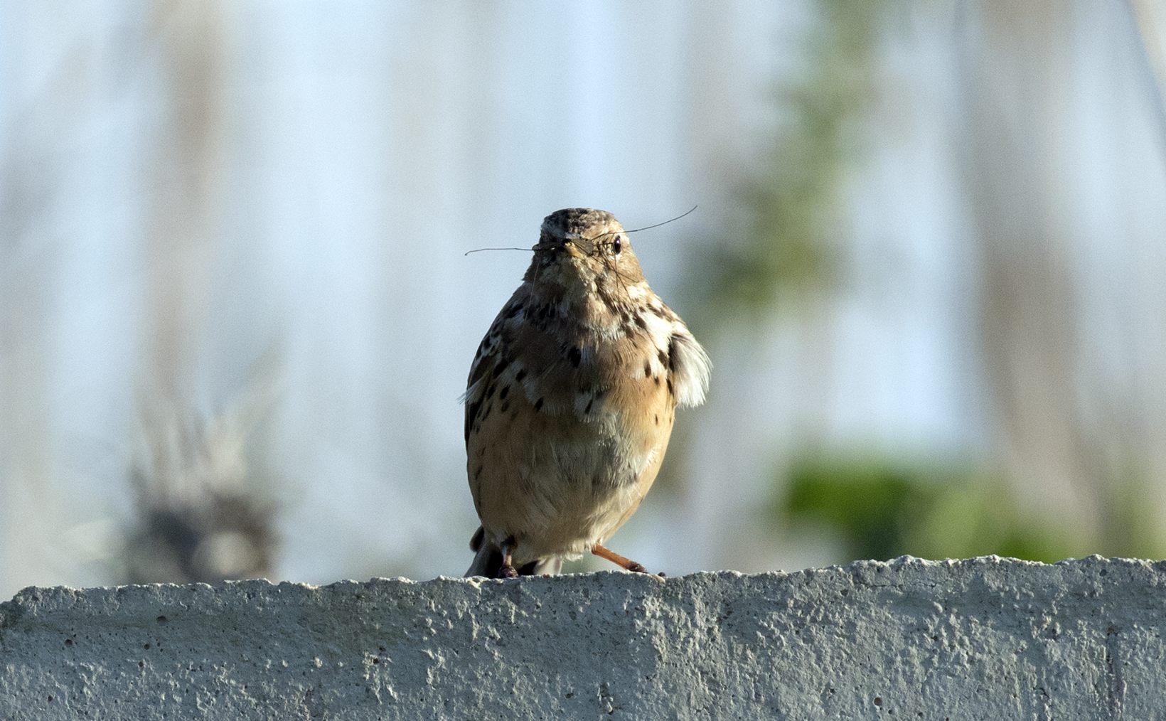 Red-throated Pipit — Borneo wildlife, book, free download, jungle tour, bird, bird tour