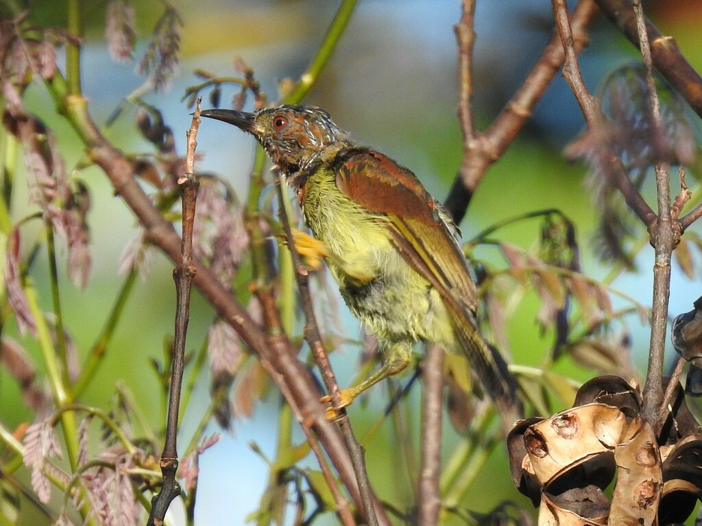 Red-throated Sunbird — Borneo wildlife, book, free download, jungle tour, bird, bird tour