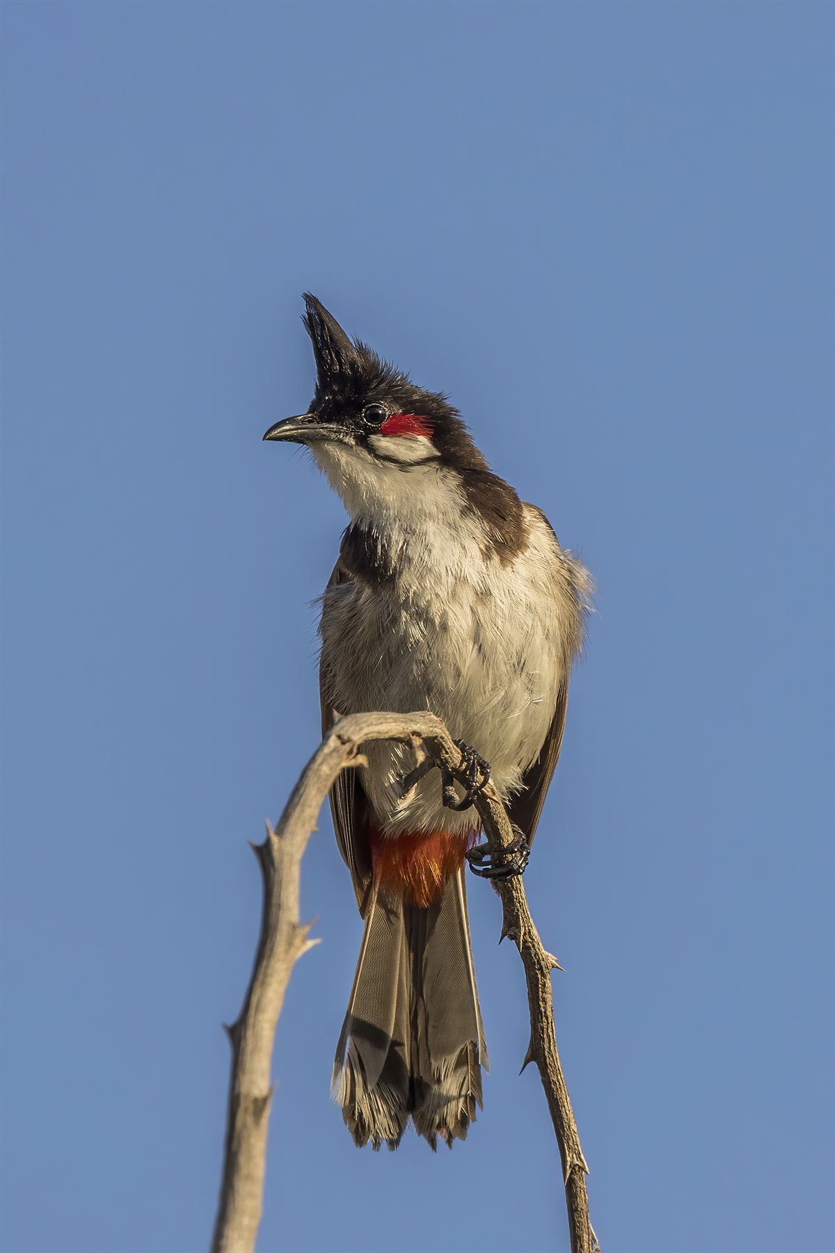 Red-whiskered Bulbul — Borneo wildlife, book, free download, jungle tour, bird, bird tour
