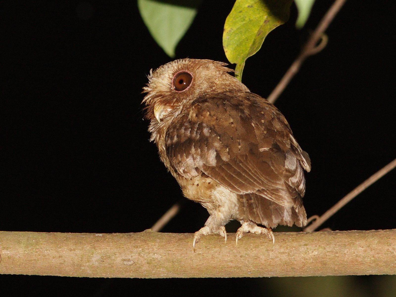 Reddish Scops-Owl — Borneo wildlife, book, free download, jungle tour, bird, bird tour