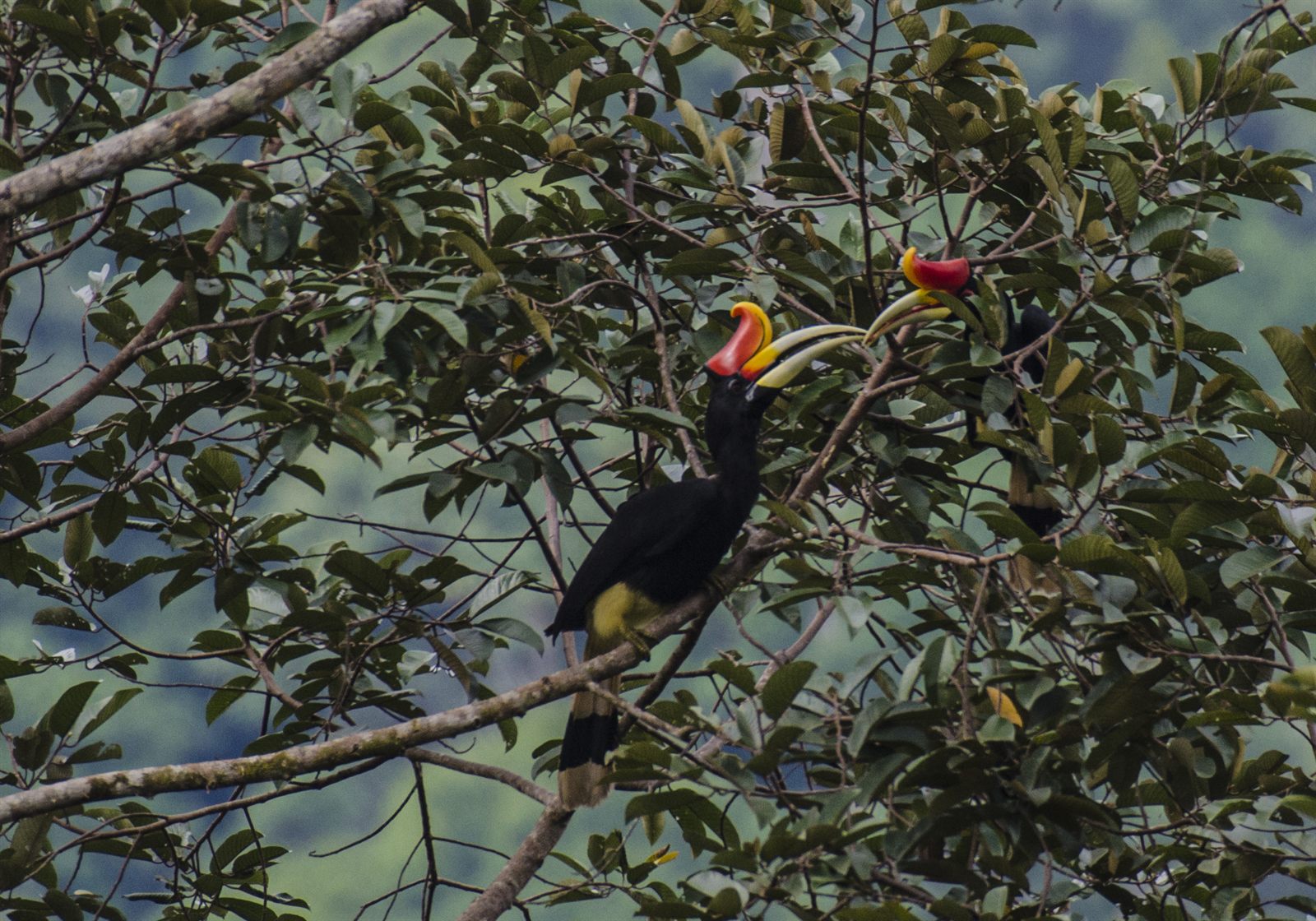 Rhinoceros Hornbill — Borneo wildlife, book, free download, jungle tour, bird, bird tour