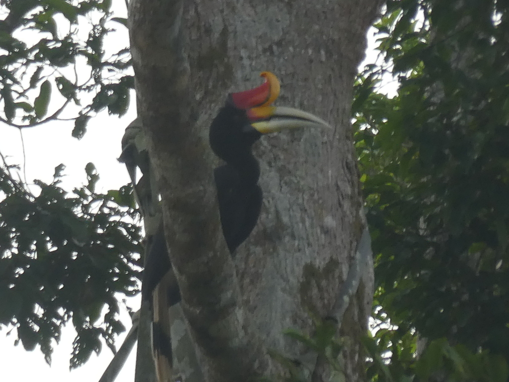 Rhinoceros Hornbill — Borneo wildlife, book, free download, jungle tour, bird, bird tour