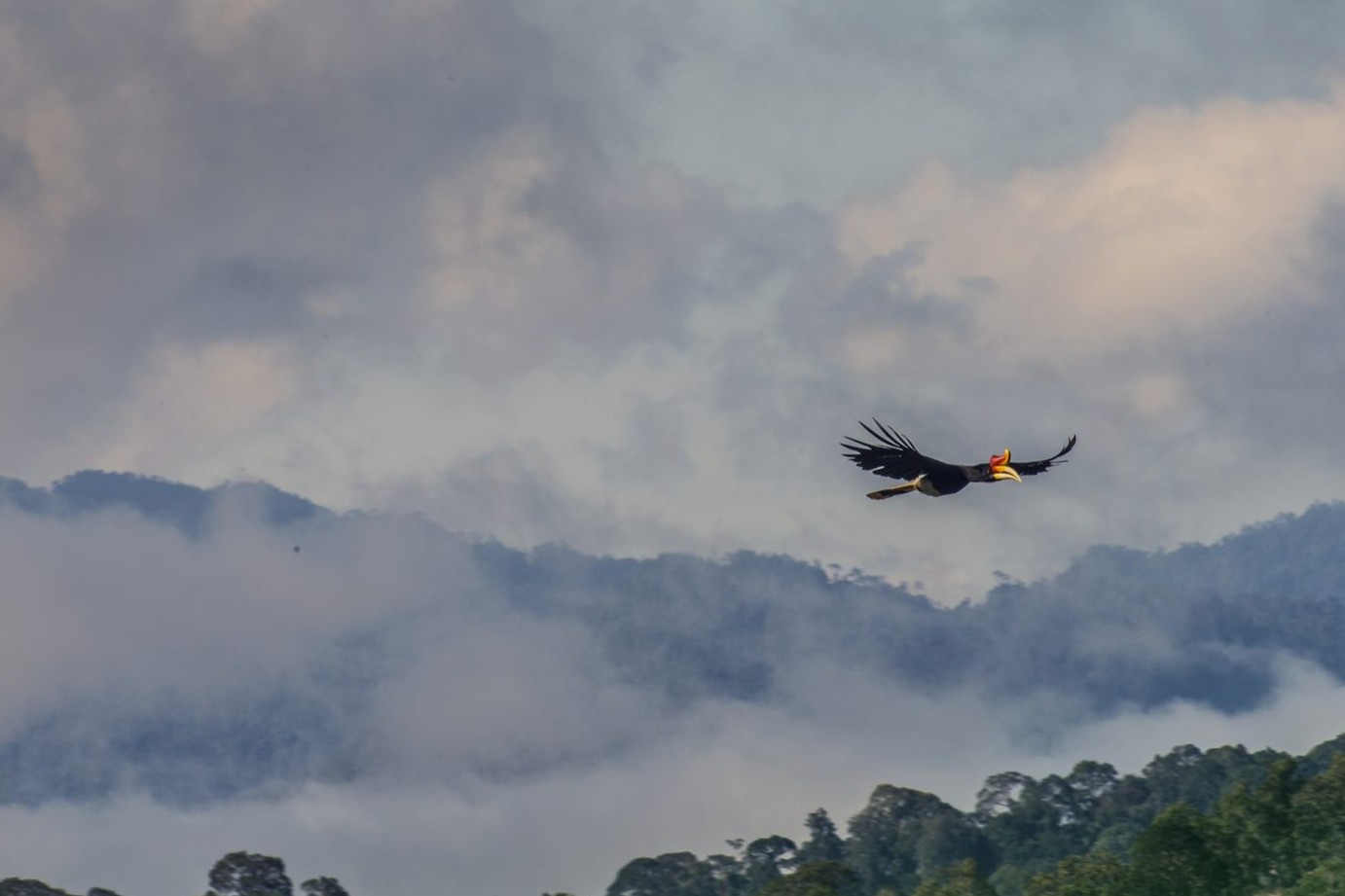 Rhinoceros hornbill perched in the canopy