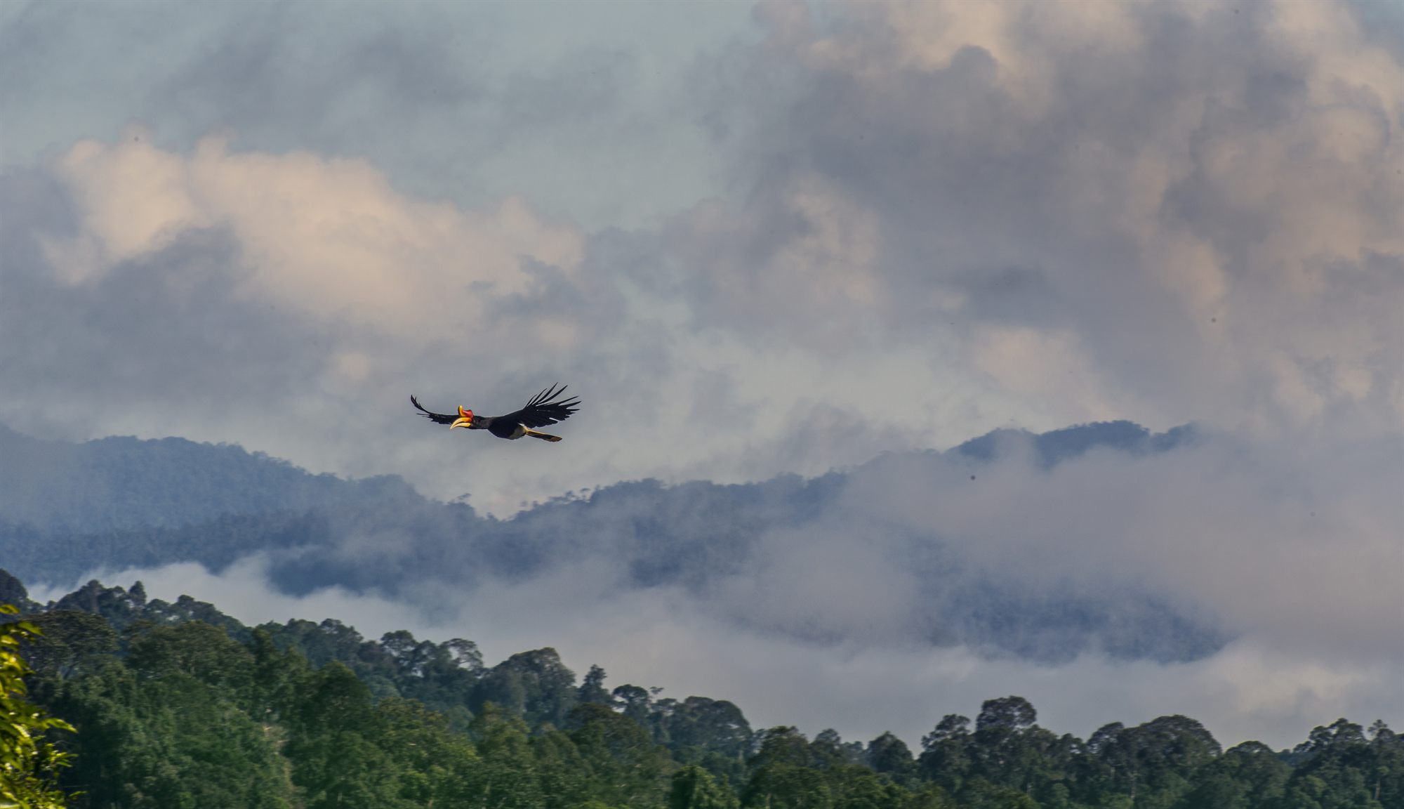 Rhinoceros hornbill perched in the canopy, showing its upswept orange casque