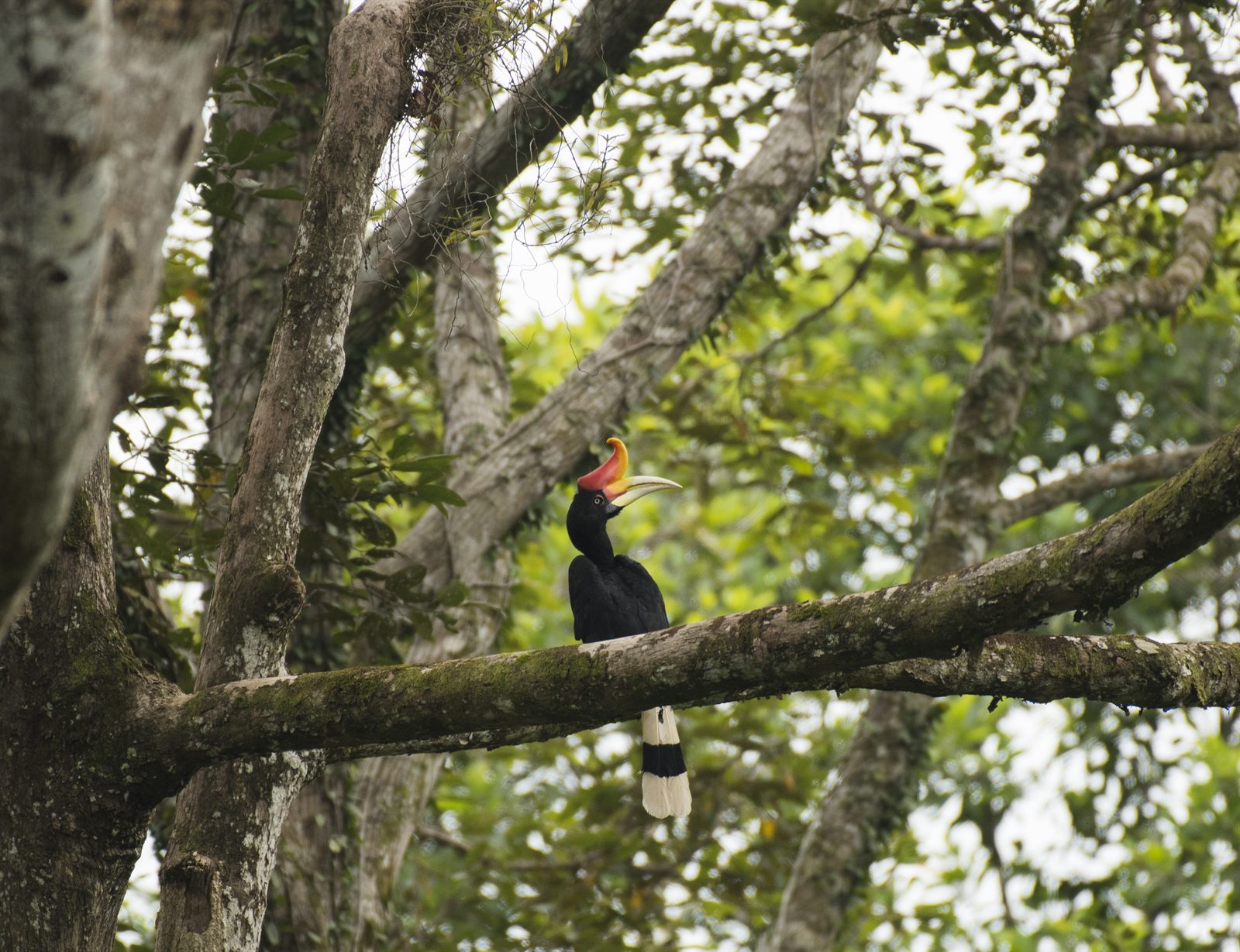 Rhinoceros Hornbill — Borneo wildlife, book, free download, jungle tour, bird, bird tour