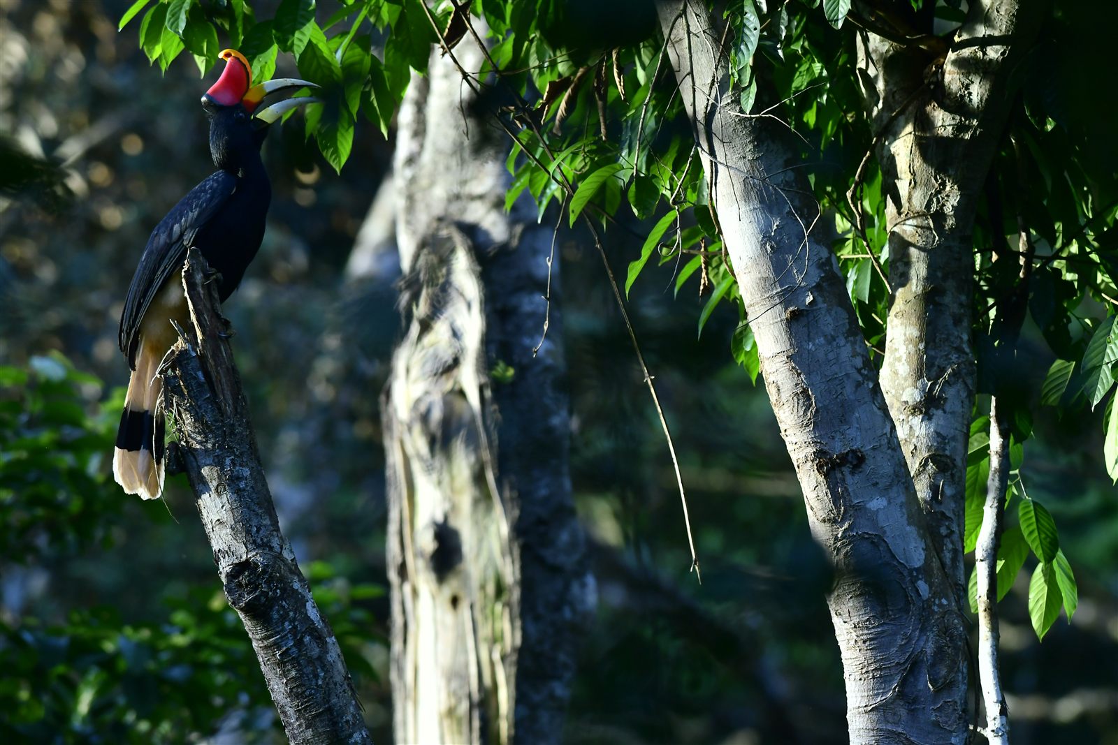 Rhinoceros Hornbill — Borneo wildlife, book, free download, jungle tour, bird, bird tour