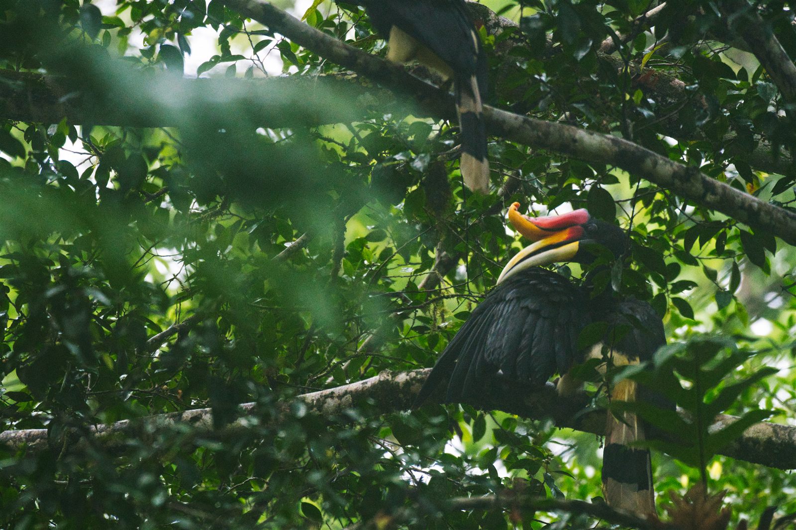 Rhinoceros Hornbill — Borneo wildlife, book, free download, jungle tour, bird, bird tour