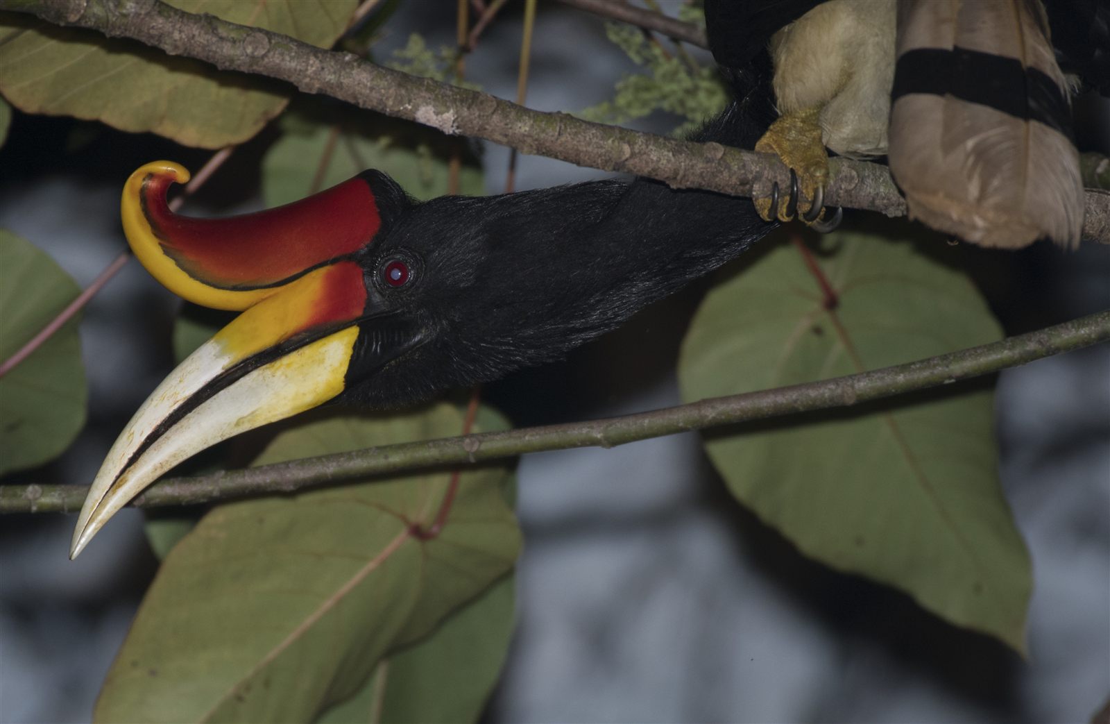 Rhinoceros Hornbill — Borneo wildlife, book, free download, jungle tour, bird, bird tour
