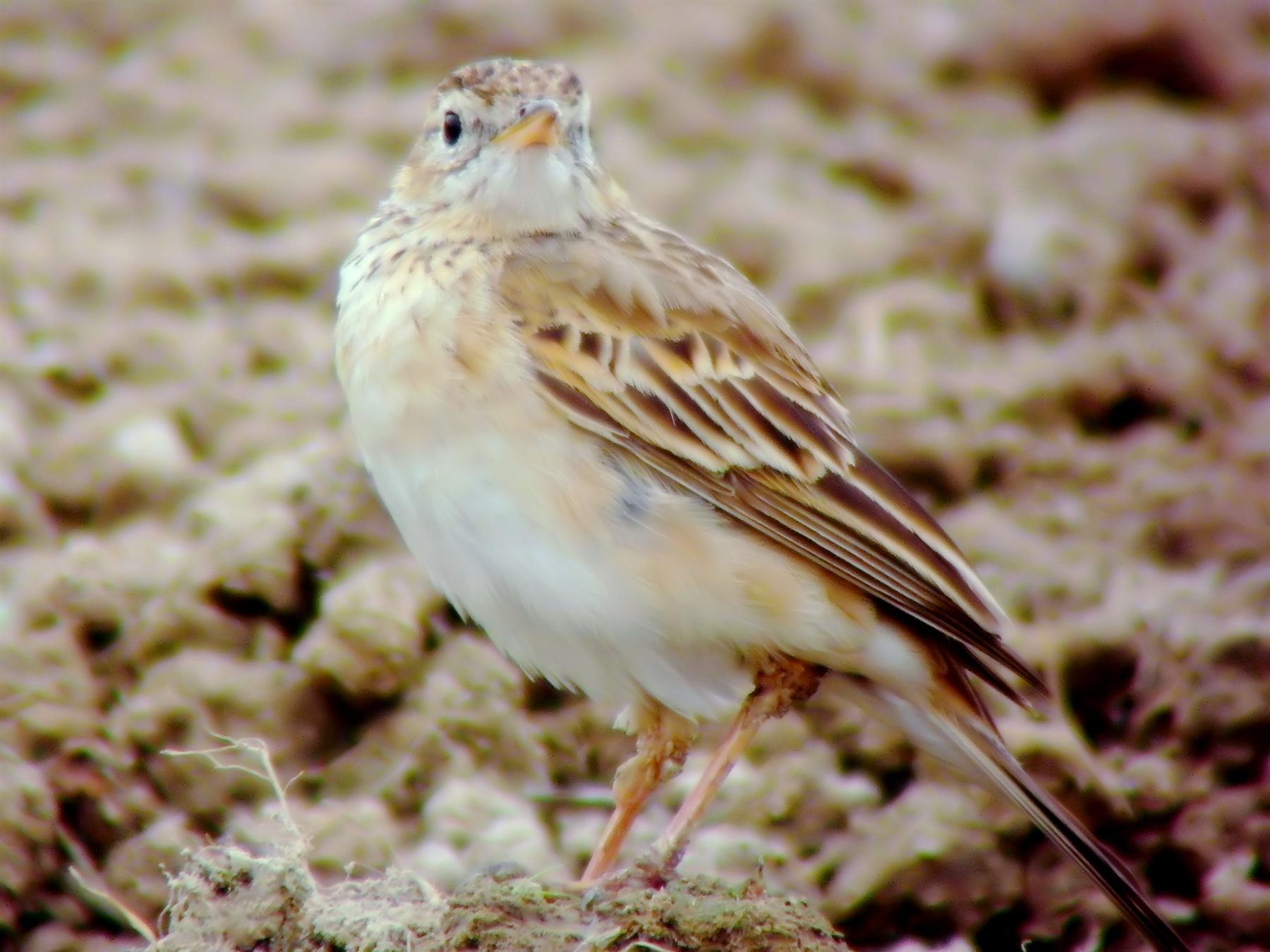 Richard's Pipit — Borneo wildlife, book, free download, jungle tour, bird, bird tour