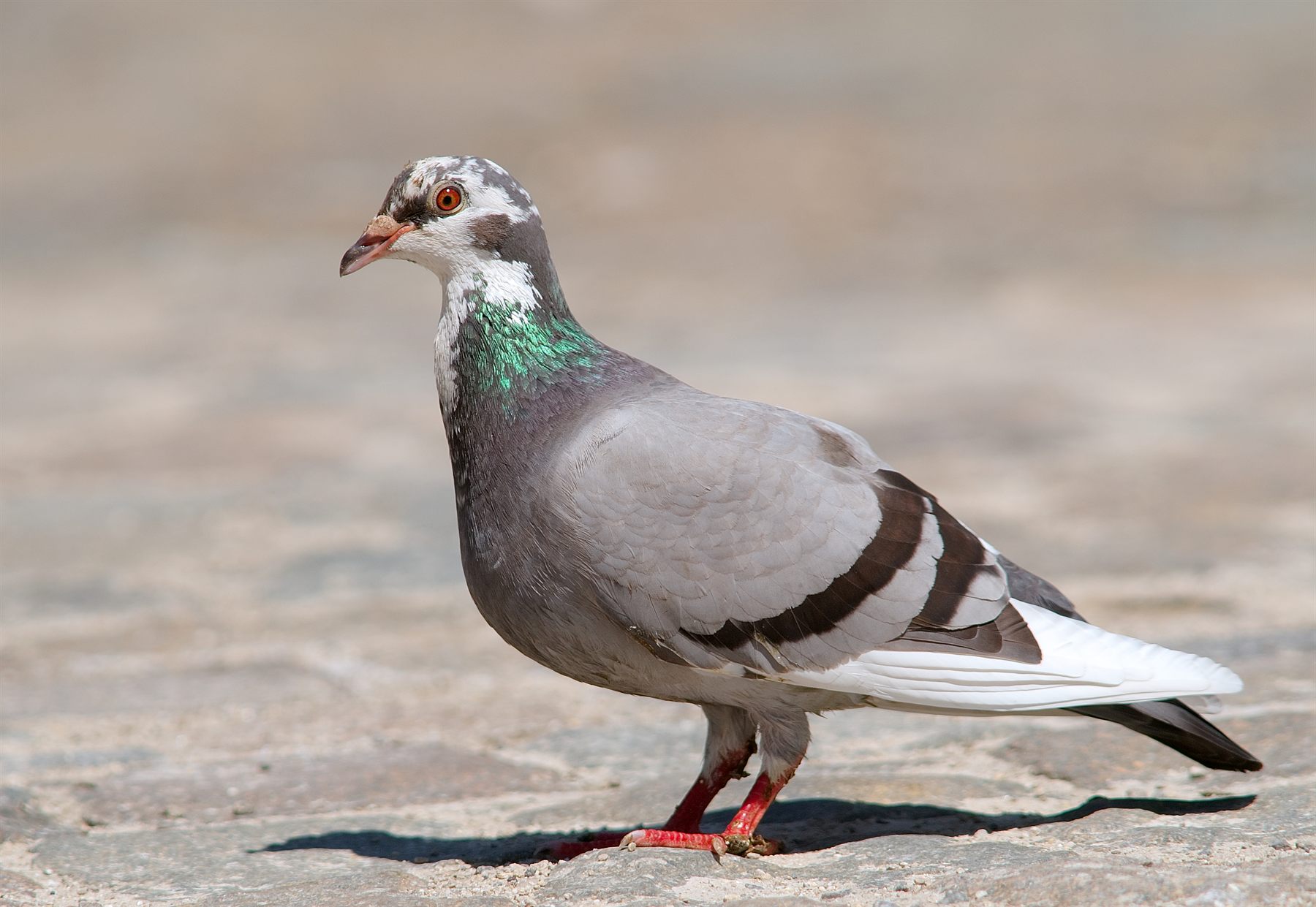 Rock Pigeon — Borneo wildlife, book, free download, jungle tour, bird, bird tour