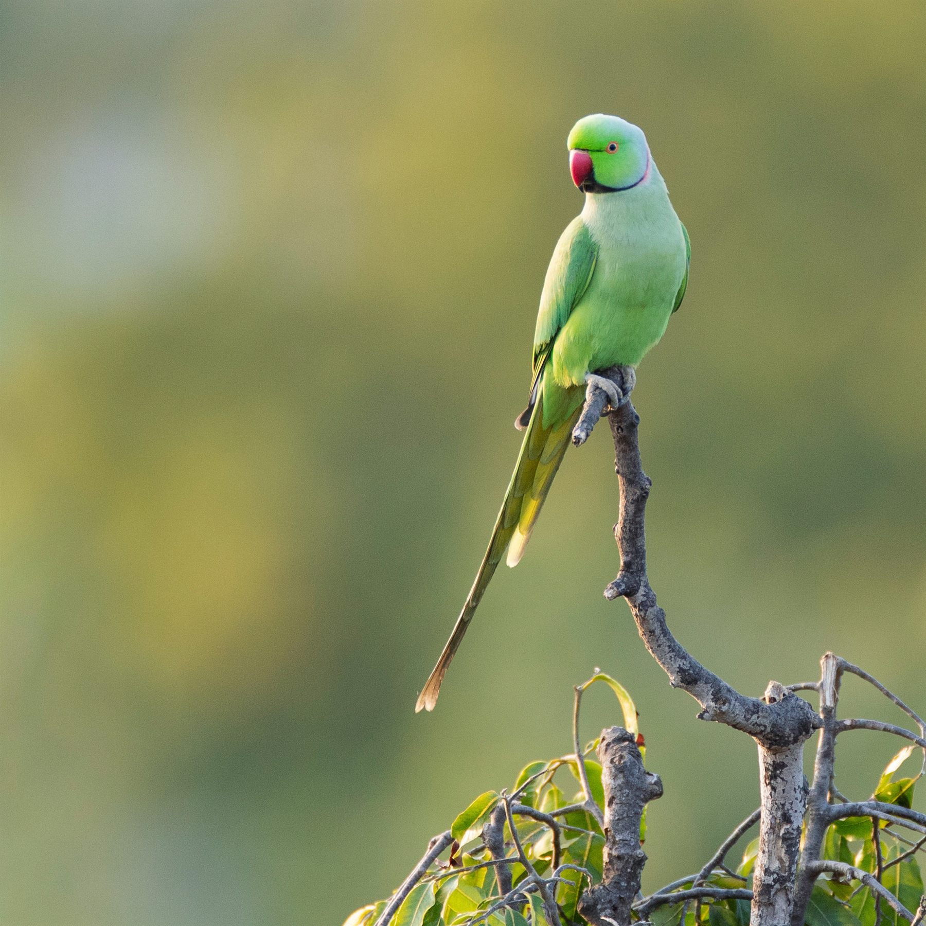 Rose-ringed Parakeet — Borneo wildlife, book, free download, jungle tour, bird, bird tour