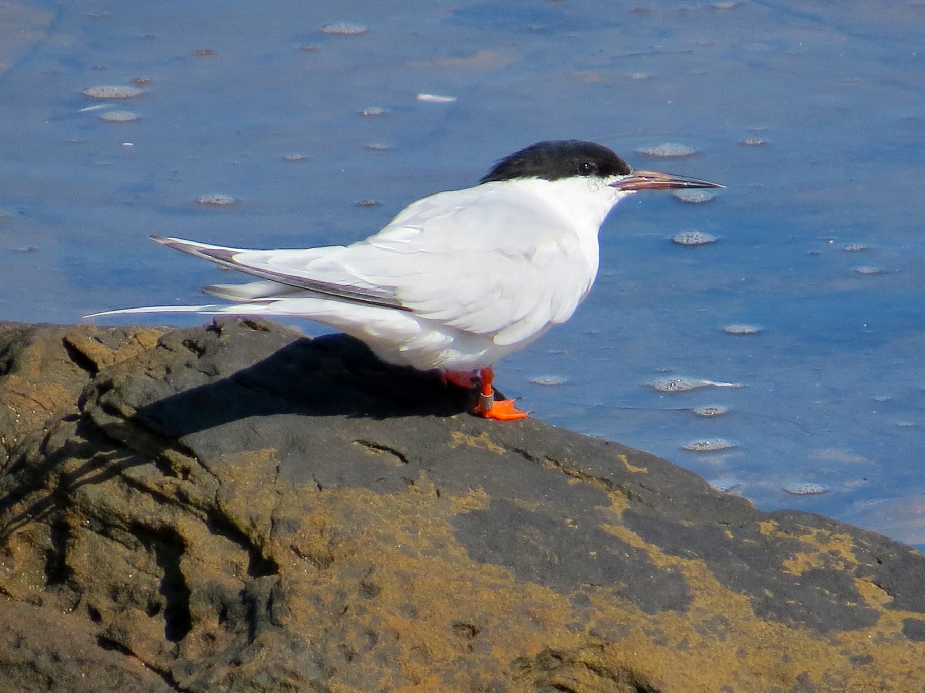 Roseate Tern — Borneo wildlife, book, free download, jungle tour, bird, bird tour