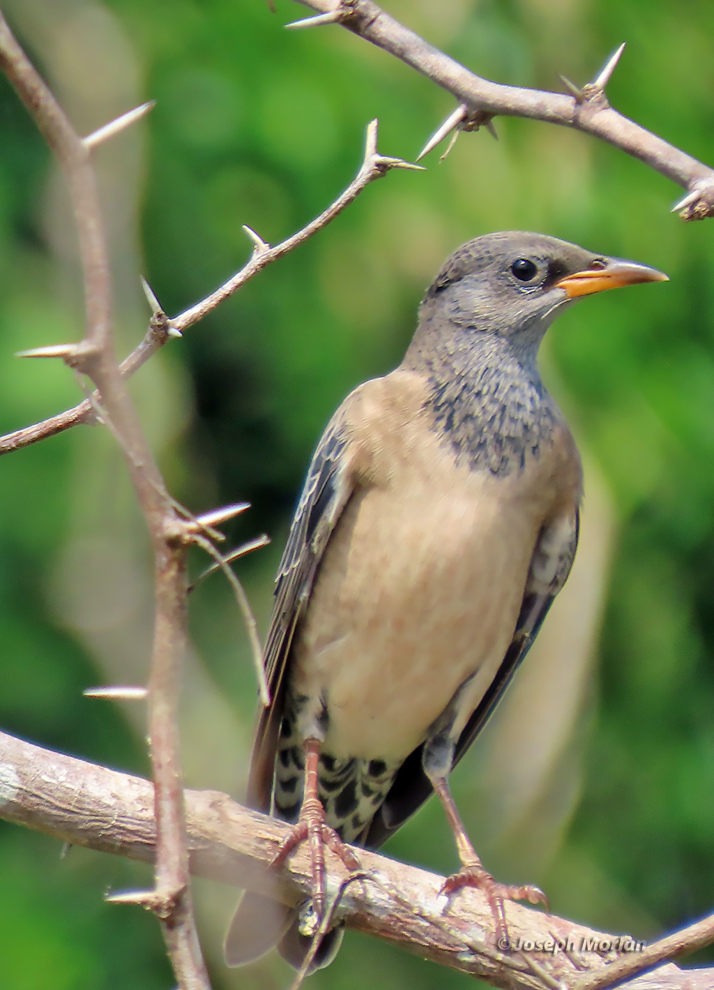 Rosy Starling — Borneo wildlife, book, free download, jungle tour, bird, bird tour