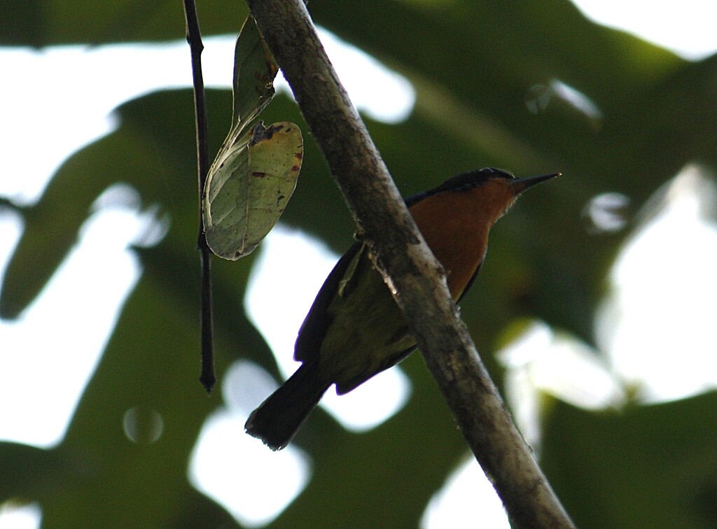 Ruby-cheeked Sunbird — Borneo wildlife, book, free download, jungle tour, bird, bird tour