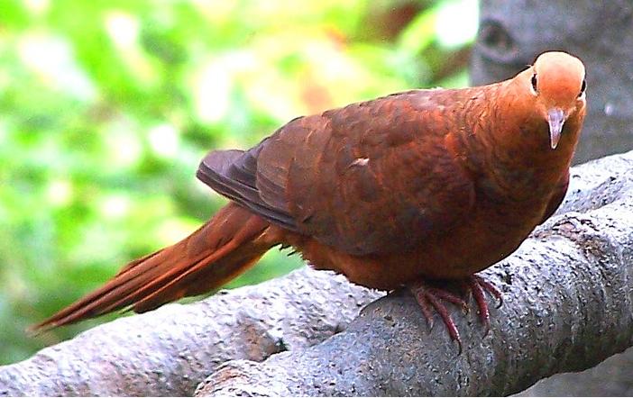 Ruddy Cuckoo-Dove — Borneo wildlife, book, free download, jungle tour, bird, bird tour