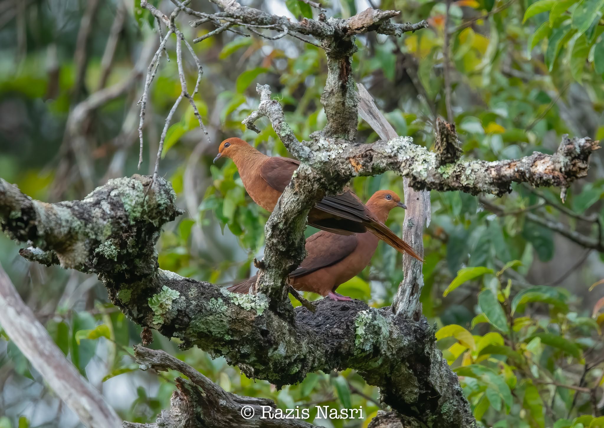Ruddy Cuckoo-Dove — Borneo wildlife, book, free download, jungle tour, bird, bird tour