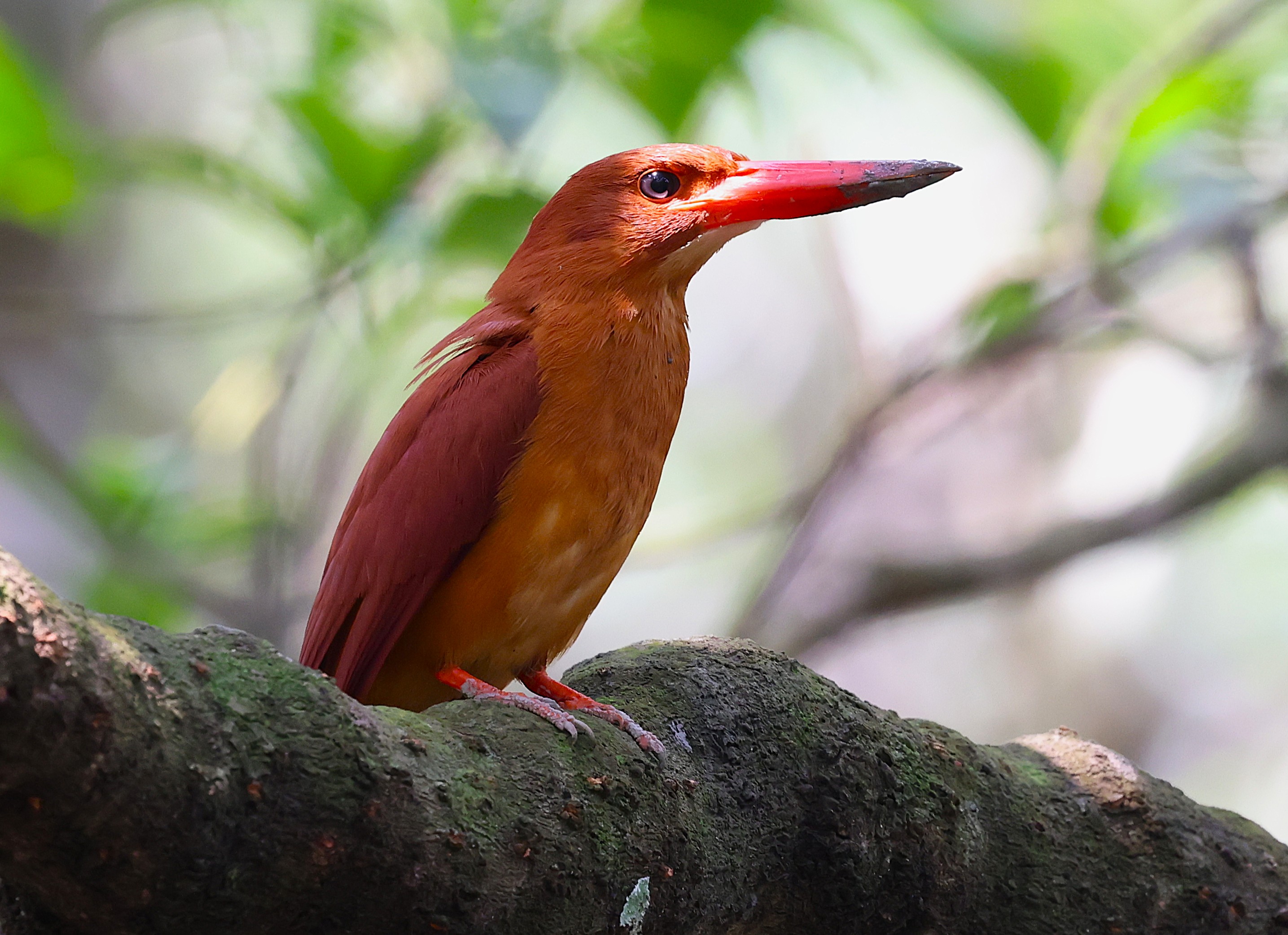 Ruddy Kingfisher — Borneo wildlife, book, free download, jungle tour, bird, bird tour