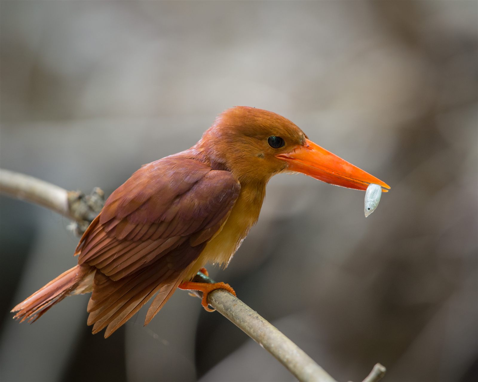 Ruddy Kingfisher — Borneo wildlife, book, free download, jungle tour, bird, bird tour
