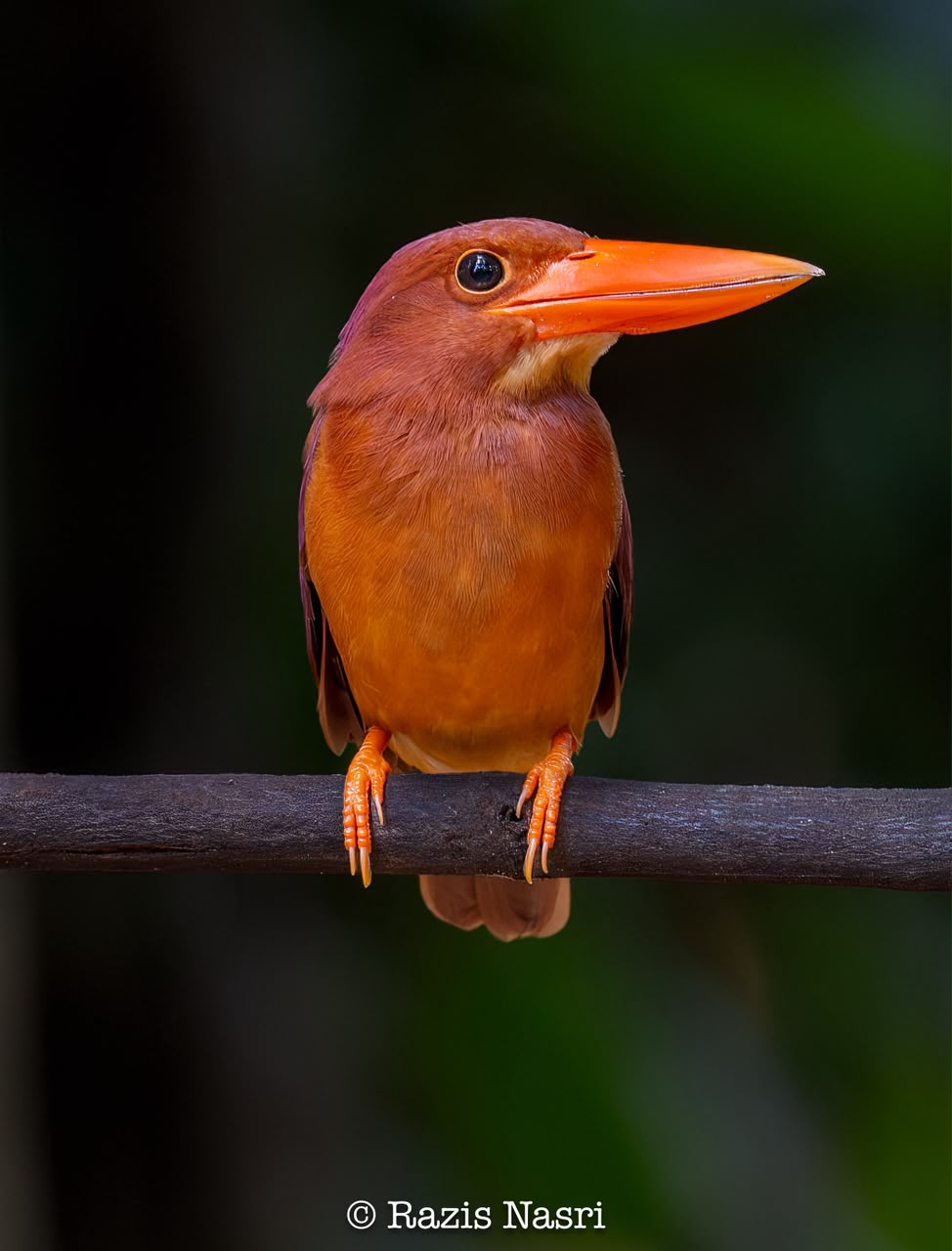 Ruddy Kingfisher — Borneo wildlife, book, free download, jungle tour, bird, bird tour