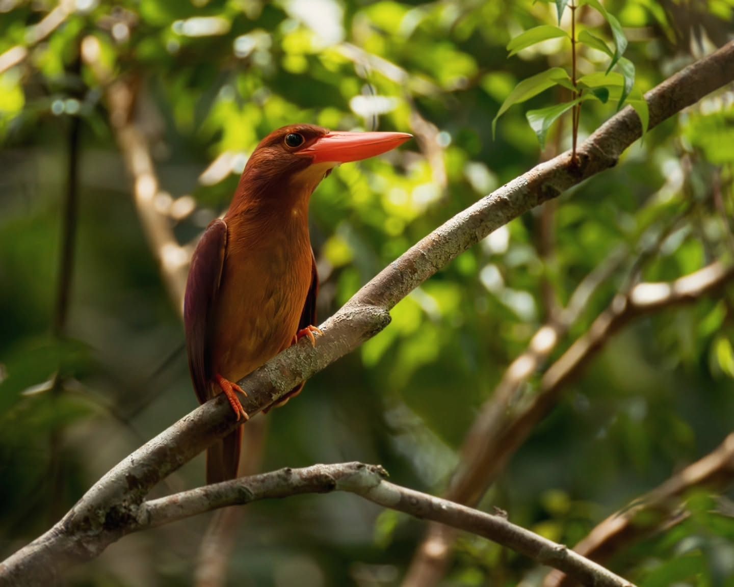Ruddy Kingfisher — Borneo wildlife, book, free download, jungle tour, bird, bird tour