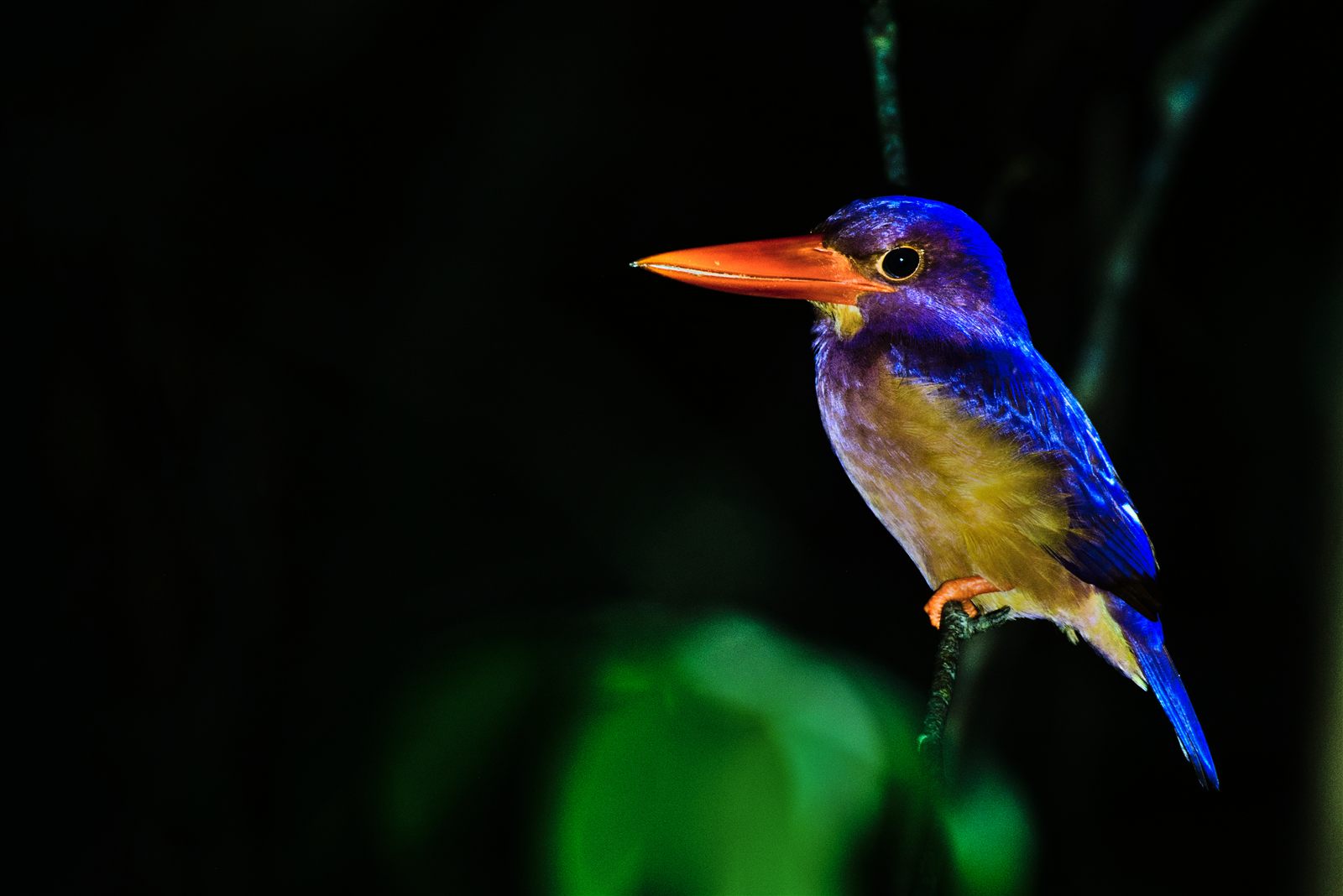 Ruddy Kingfisher — Borneo wildlife, book, free download, jungle tour, bird, bird tour