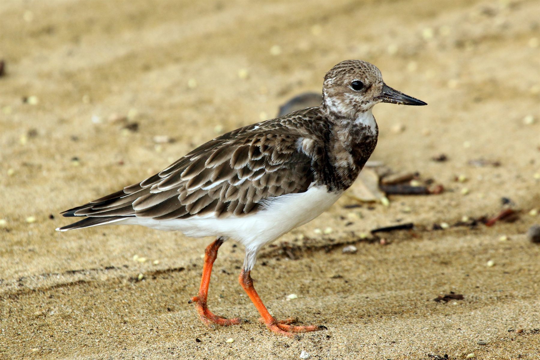 Ruddy Turnstone — Borneo wildlife, book, free download, jungle tour, bird, bird tour