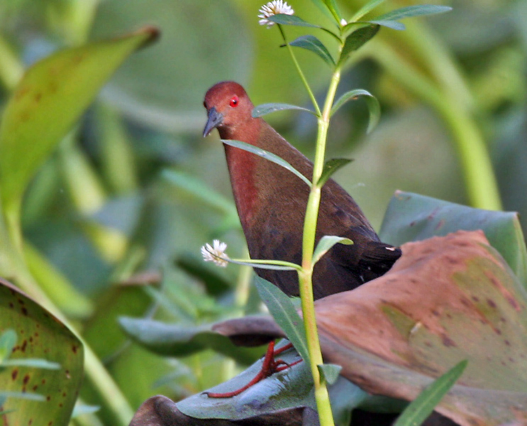 Ruddy-breasted Crake — Borneo wildlife, book, free download, jungle tour, bird, bird tour